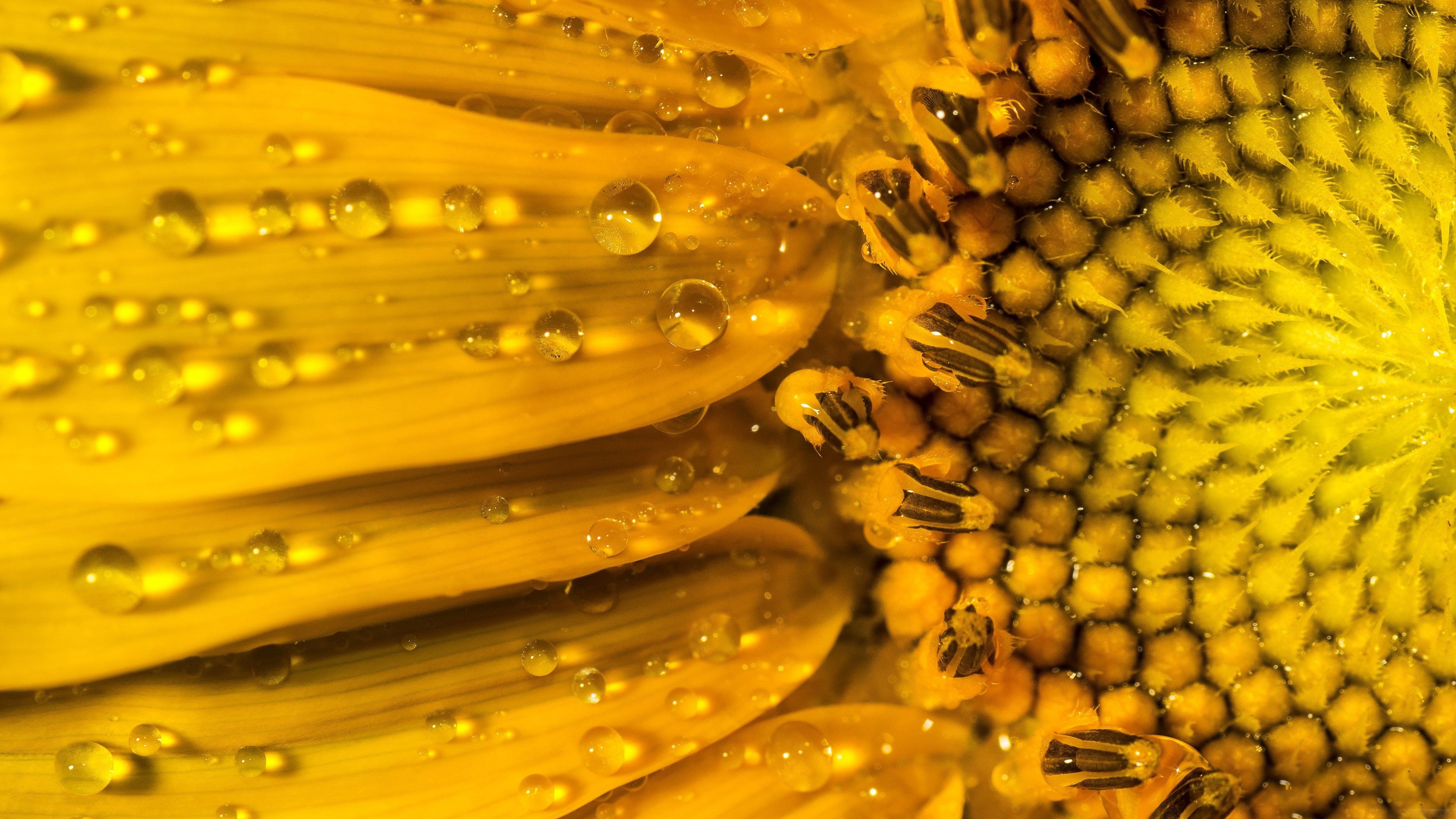 3840x2160 sunflower, Nature, Droplets, Water, Yellow, Petals, Flower, Hdr, Ultrahd, Black, White, Hd, 4k, Wallpaper,  Wallpaper HD / Desktop and Mobile Background, Desktop