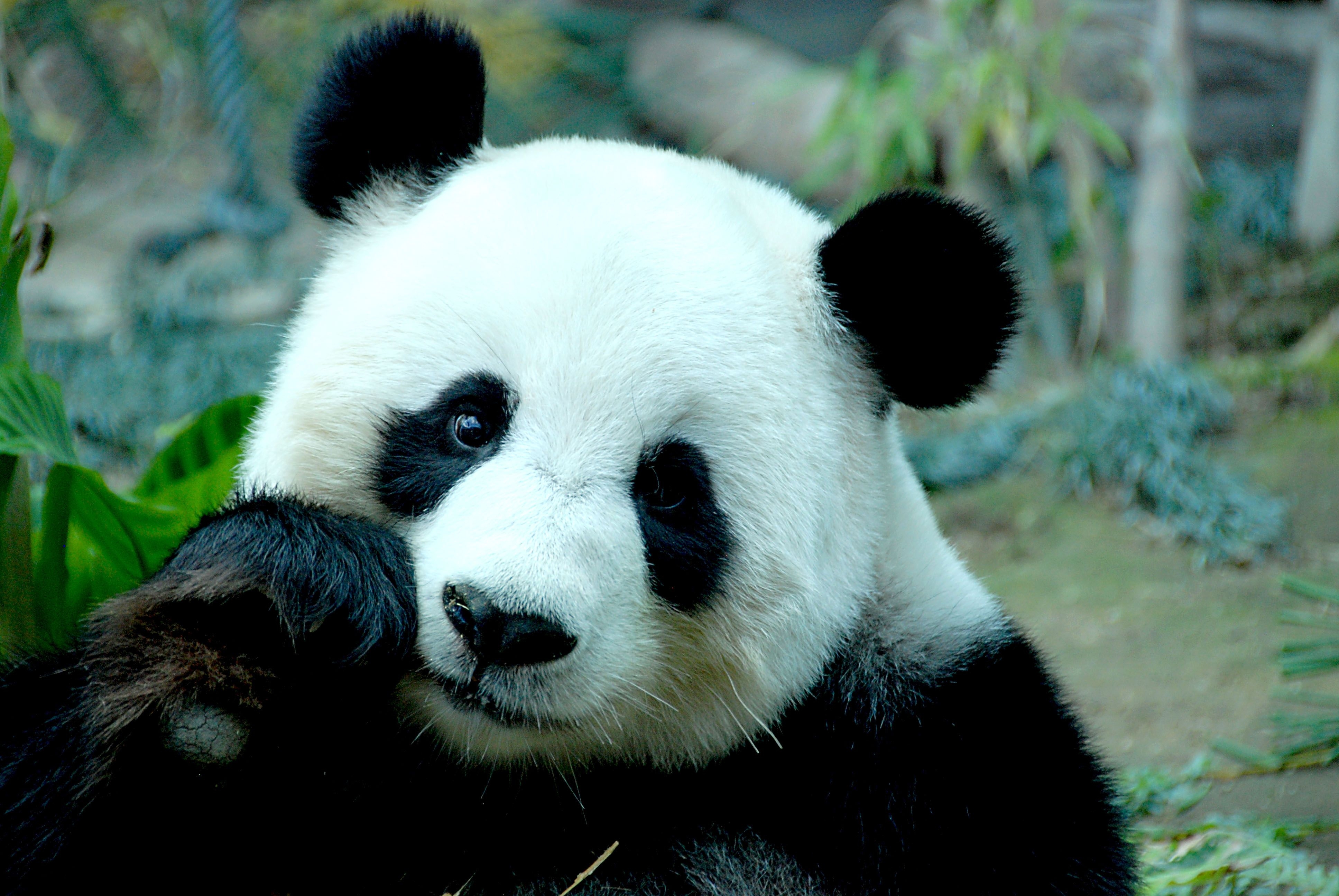 3880x2600 4K Panda Wallpaper and Background Image, Desktop