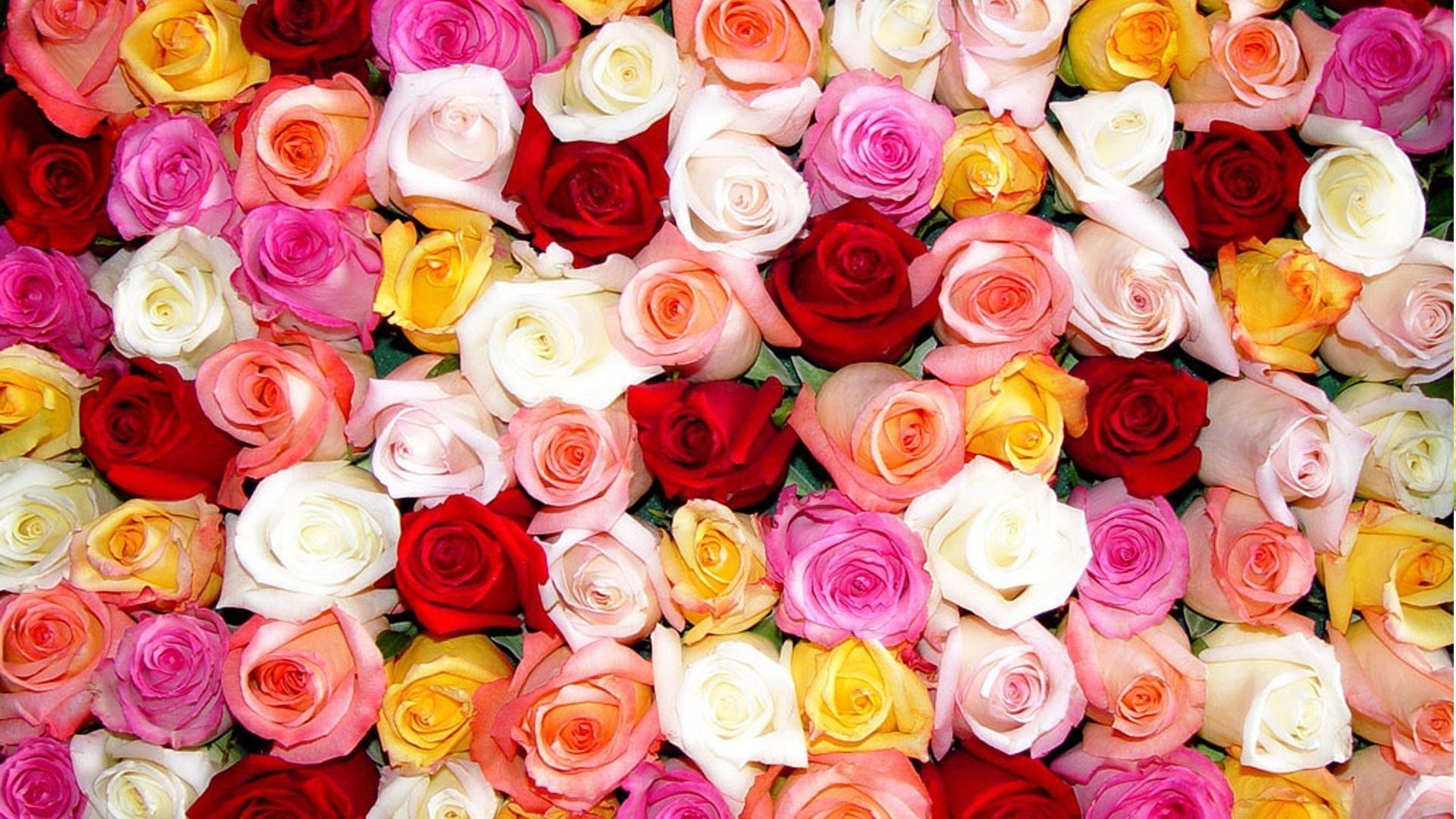 1920x1080 Colorful Roses Wallpaper HD Day Day Image, Desktop