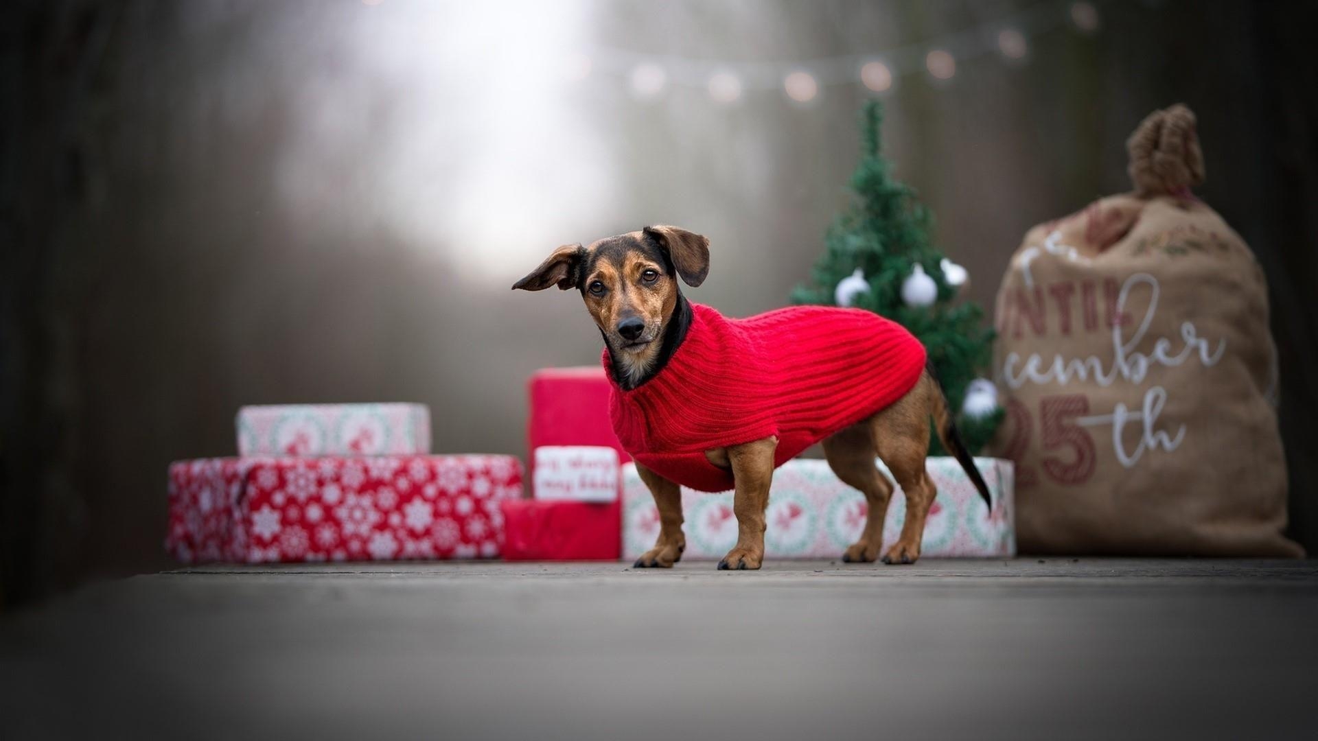 1920x1080 Dog With Christmas Gift HD Wallpaper. Wallpaper Studio 10, Desktop