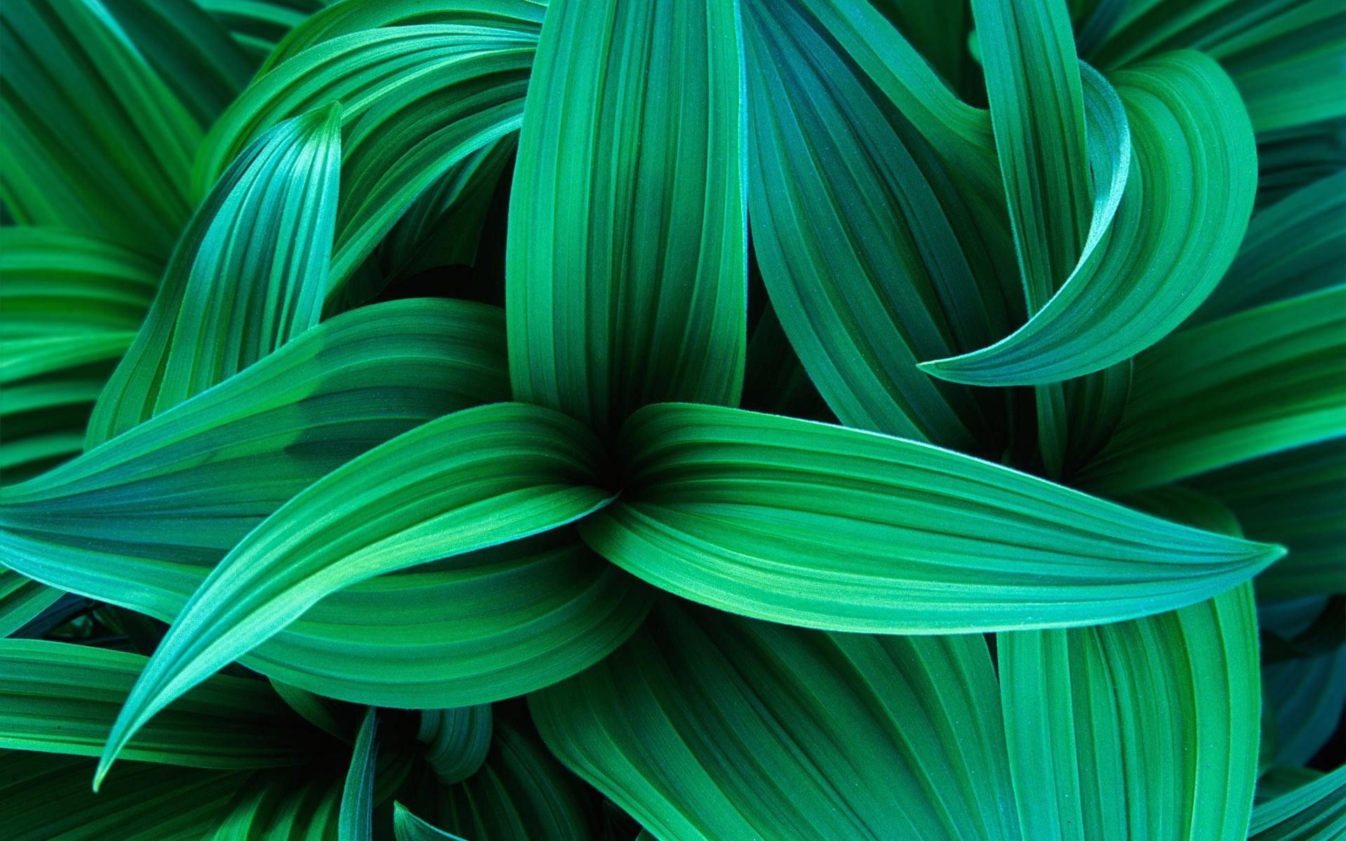 1920x1200 Wallpaper Exotic Green Leaves HD Desktop Wallpaper Picture Pc, Desktop