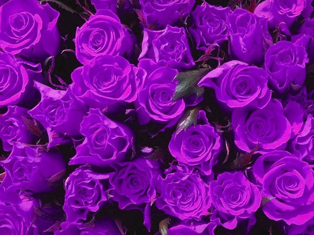 1030x770 Purple Rose Wallpaper. HD Wallpaper Image, Desktop