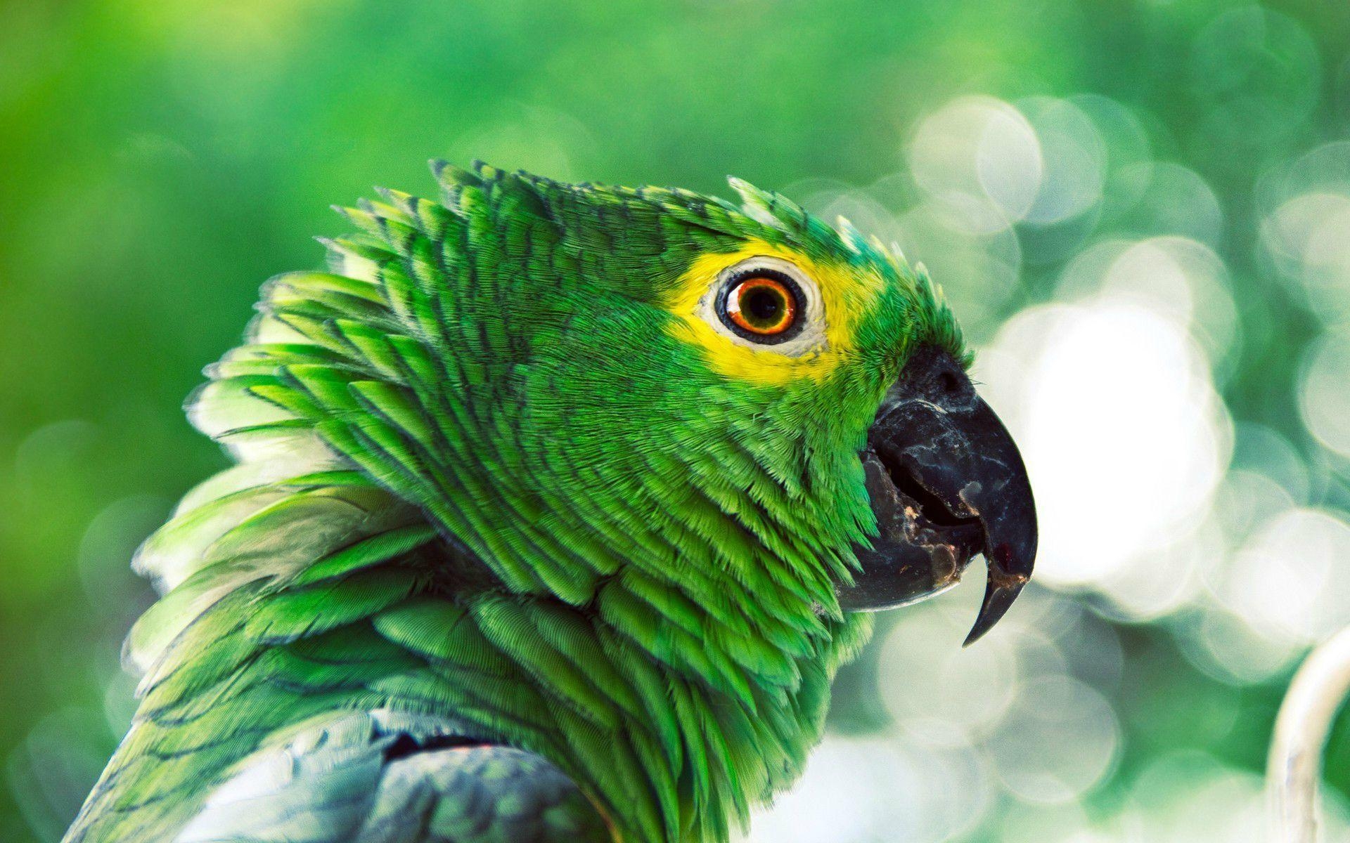 1920x1200 Green Parrot. Bird Image. Desktop Background. Animals, Desktop