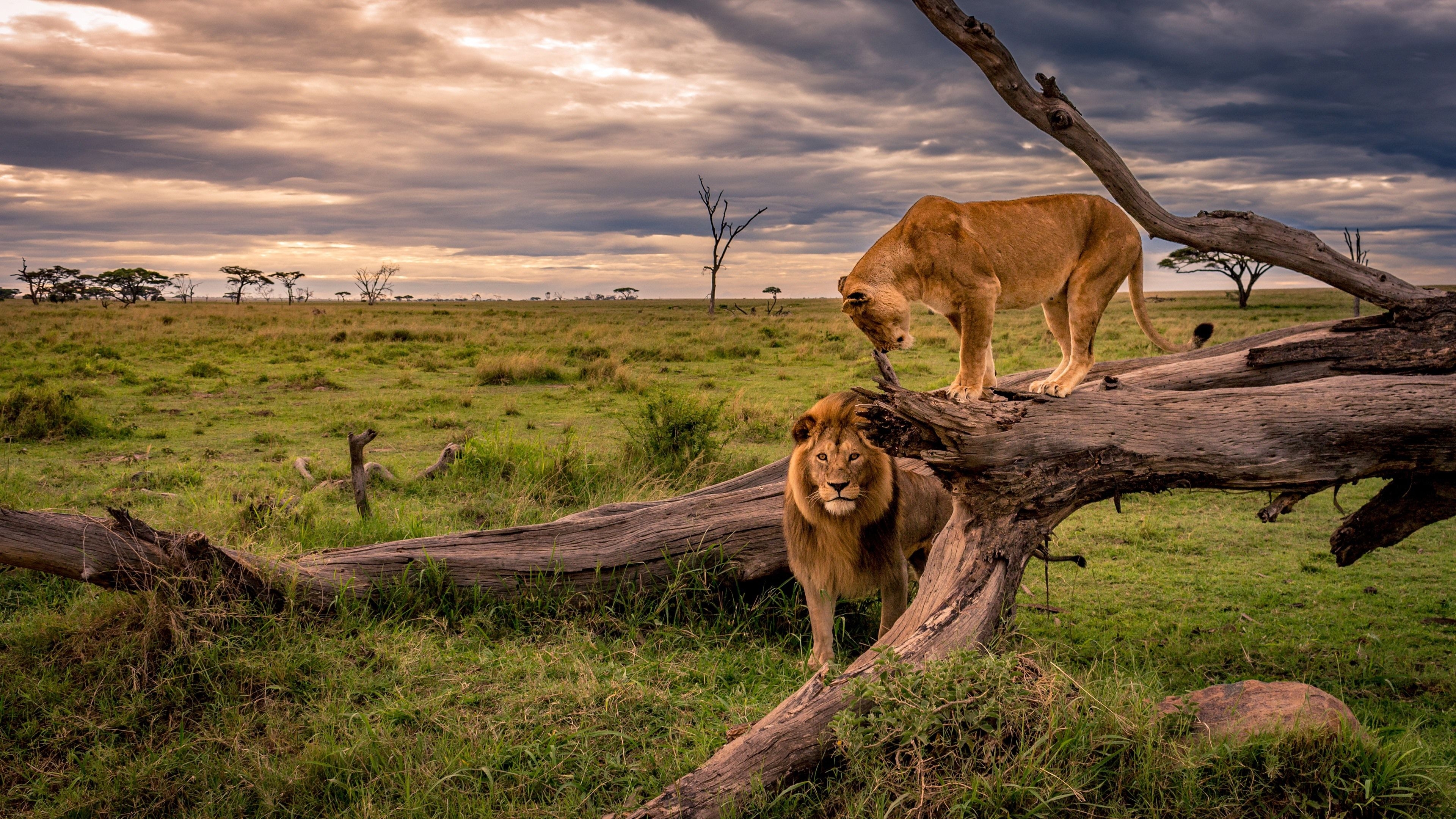 3840x2160 Wallpaper Lion and lioness, Africa, wildlife  UHD 4K Picture, Image, Desktop