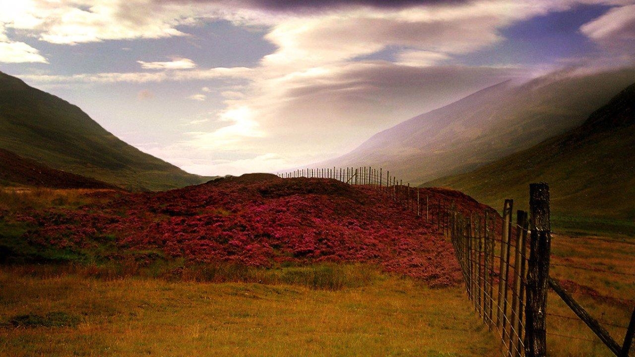 1280x720 Scottish, Heather, Cool Nature Wallpaper, Amazing Landscape, Desktop