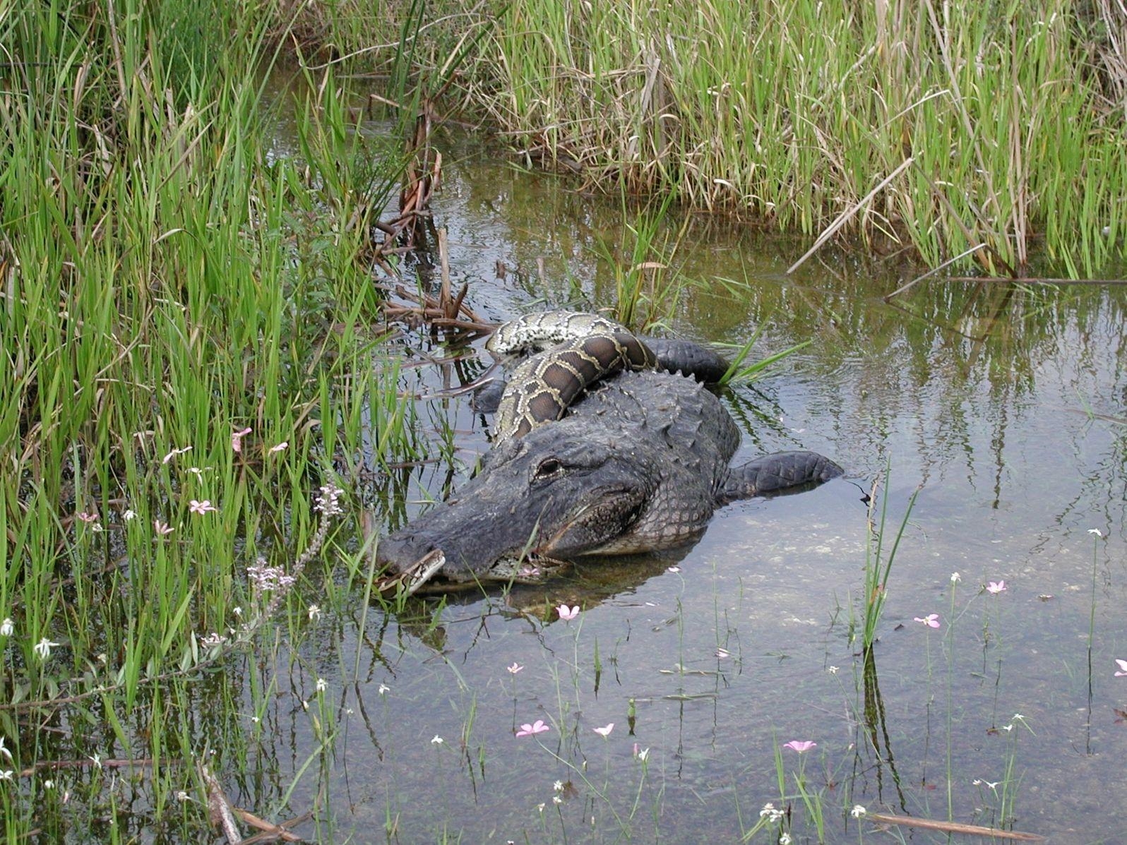 1600x1200 Everglades National Park Animals. Everglades National Park, Desktop