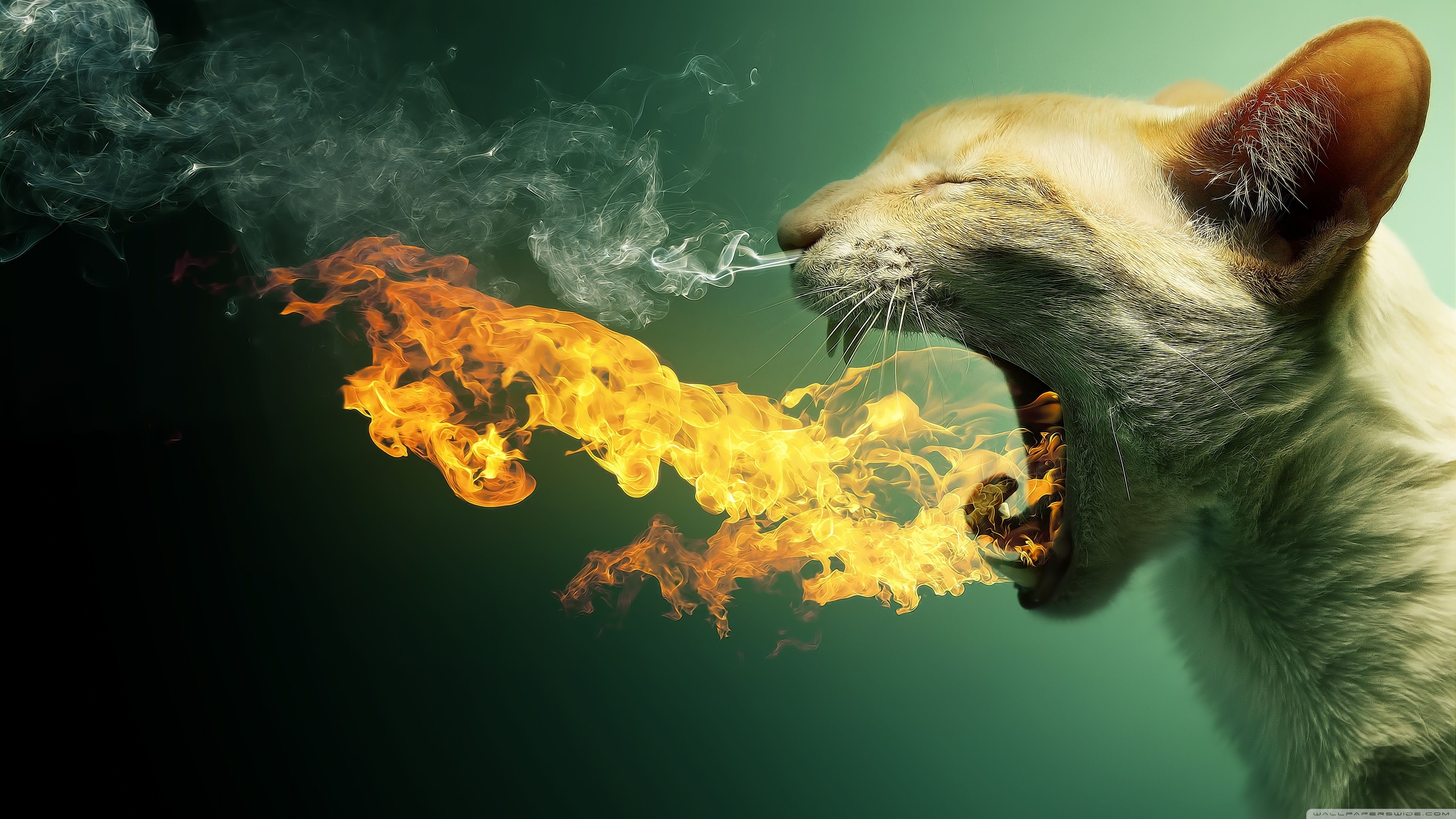 3840x2160 Flaming Cat Ultra HD Desktop Background Wallpaper for 4K UHD TV, Widescreen & UltraWide Desktop & Laptop, Tablet, Desktop