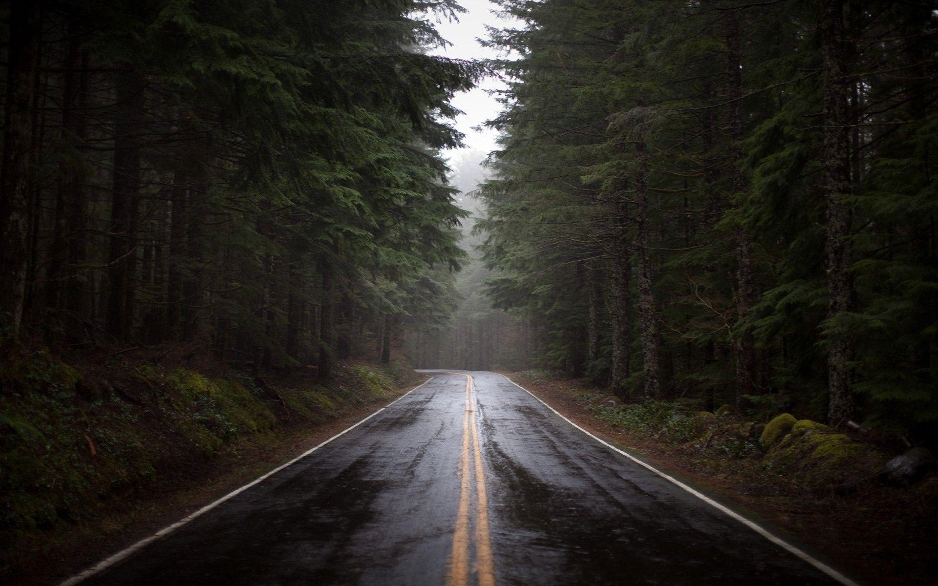 1920x1200 Rainy forest road Wallpaper #, Desktop