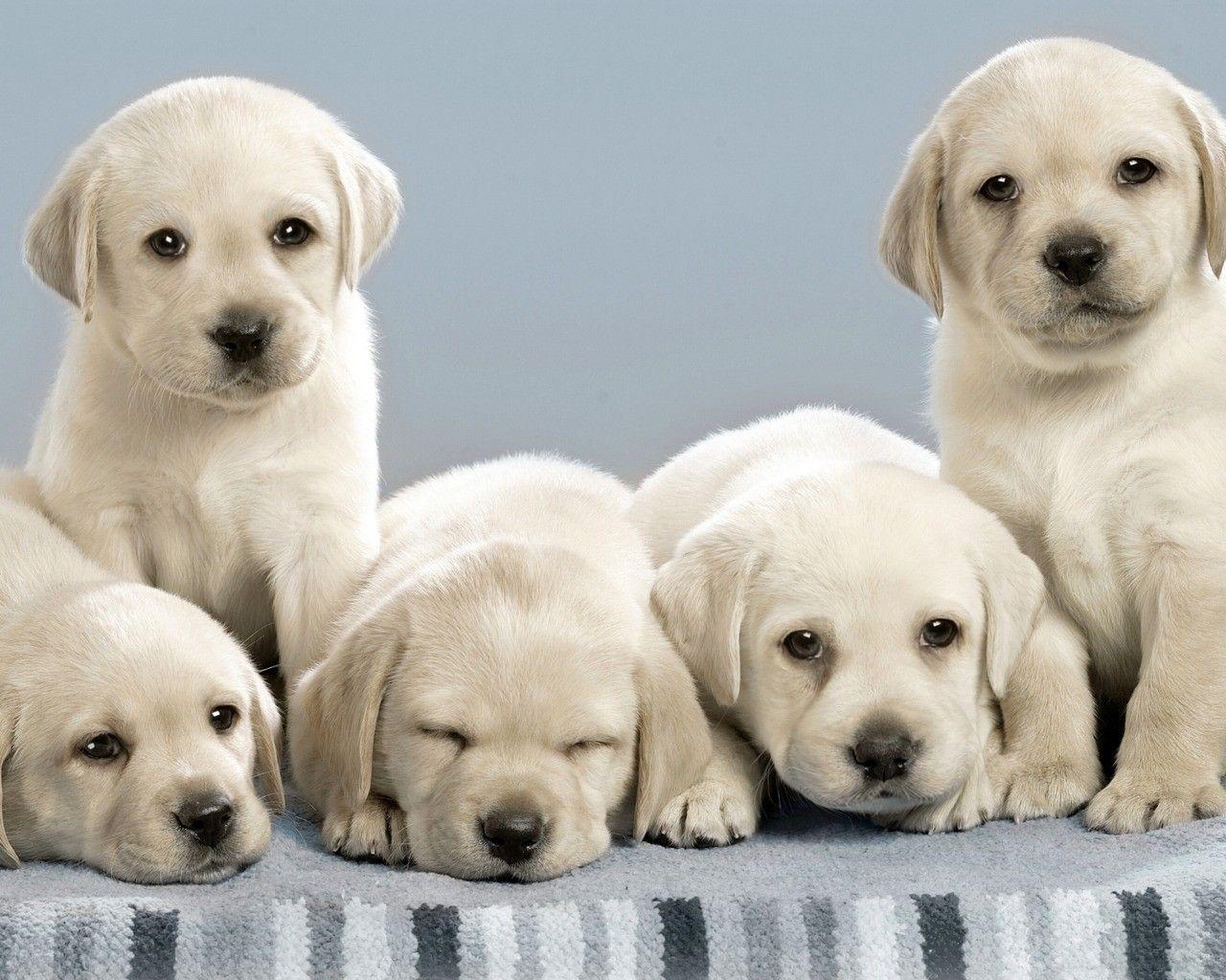 1280x1030 Labrador Retriever Wallpaper High Resolution and Quality Download, Desktop