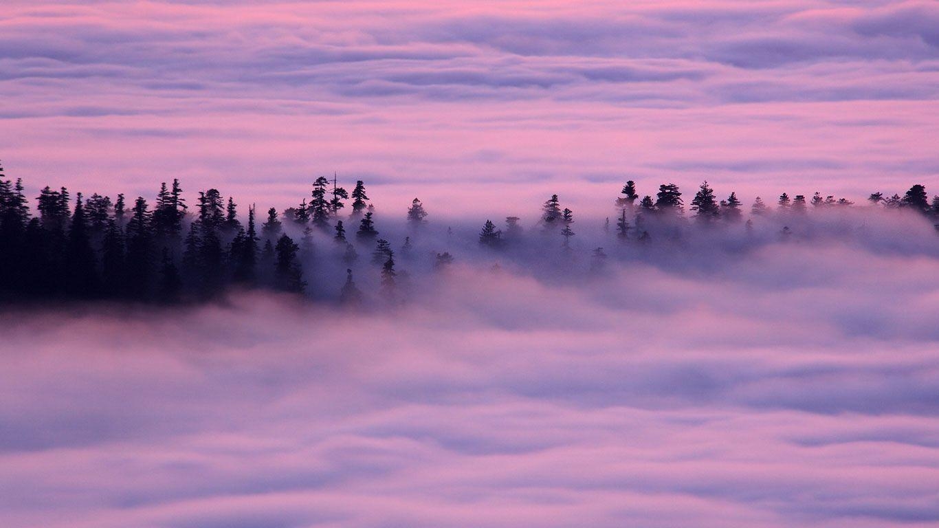 1370x770 Redwood National and State Parks. Fog drifts over the Redwood, Desktop