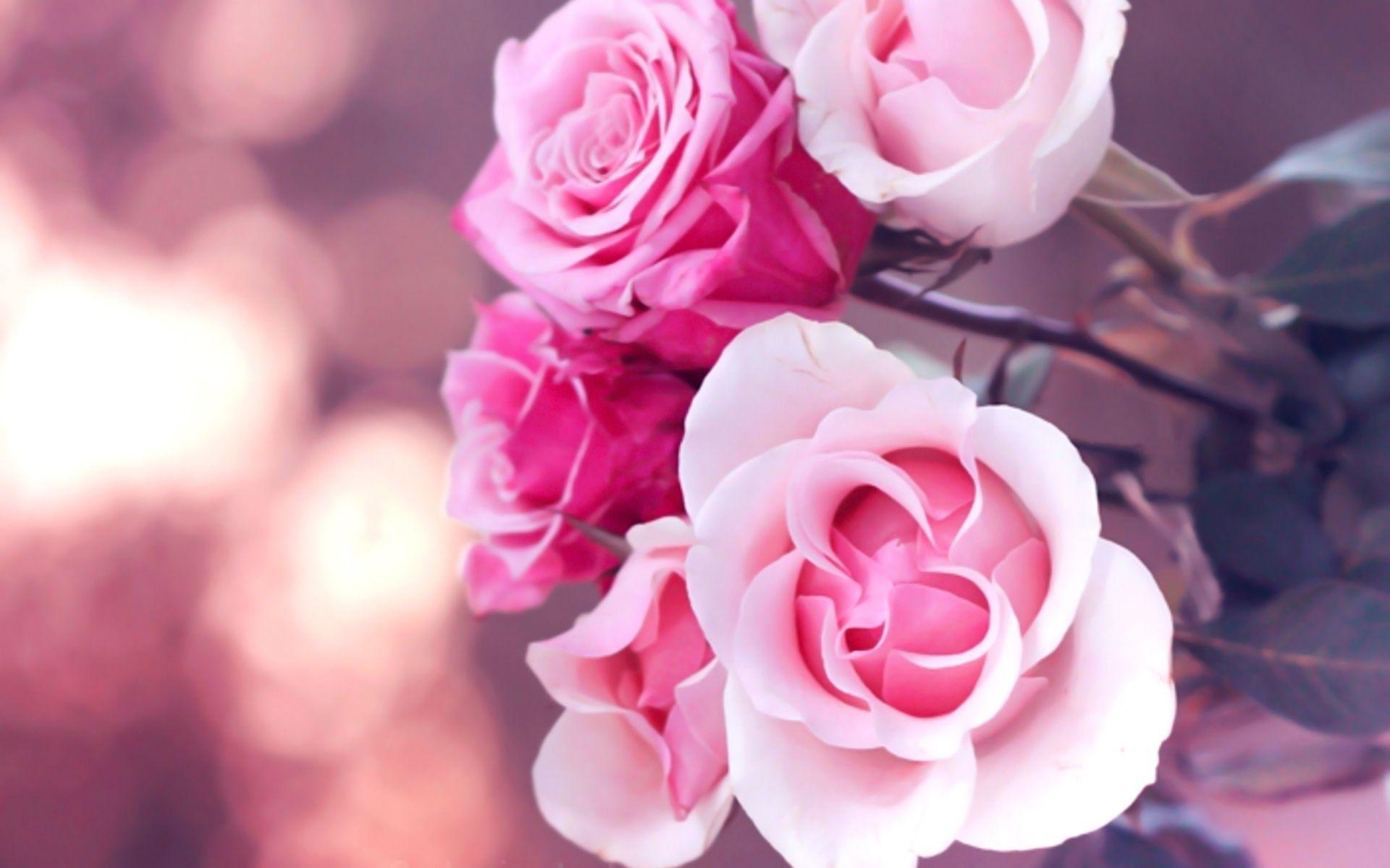 1920x1200 Beautiful Pink Roses Wallpaper 23382  px HDWallSource, Desktop