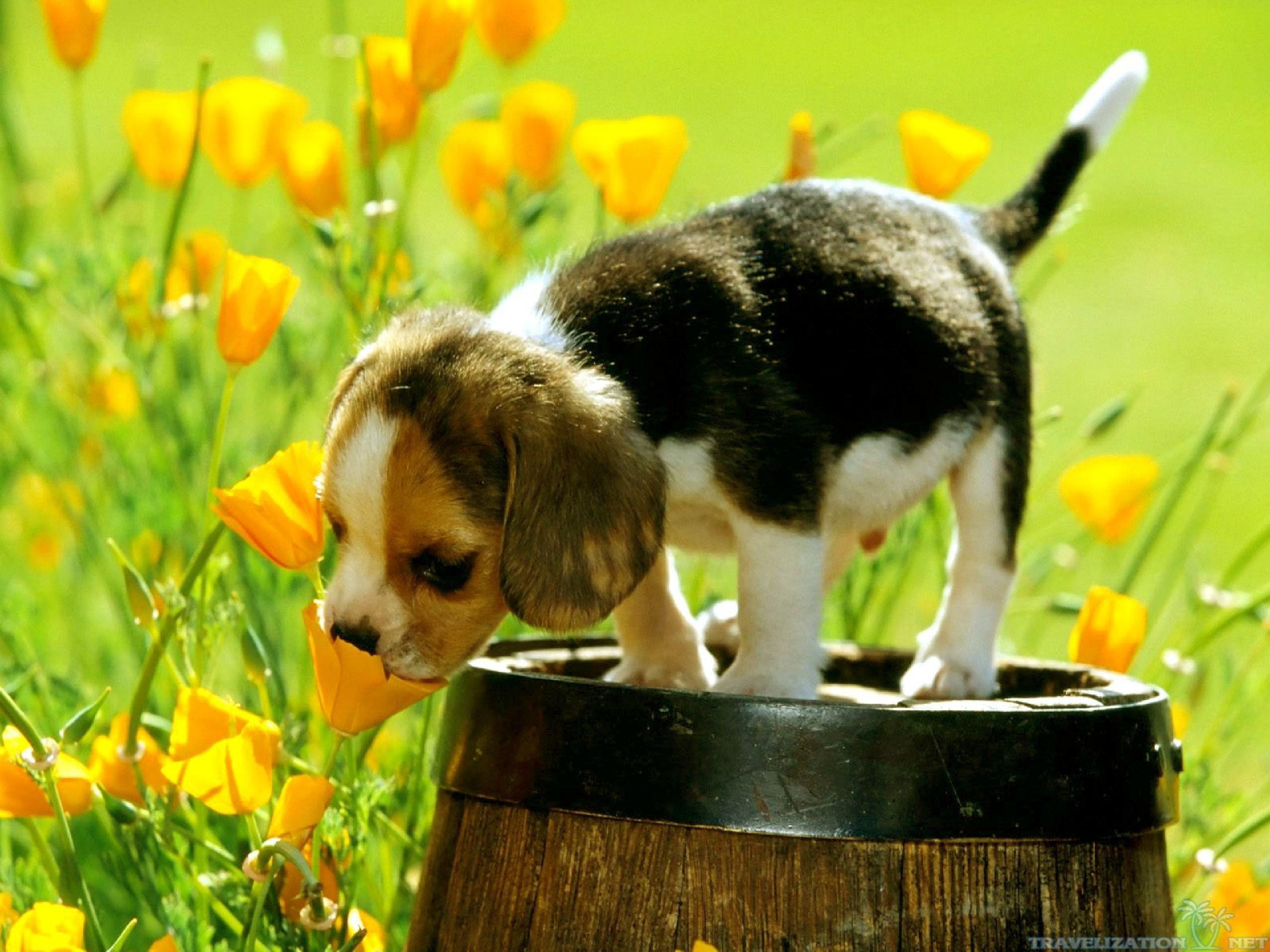 2560x1920 Puppies and Flowers Wallpaper, Desktop