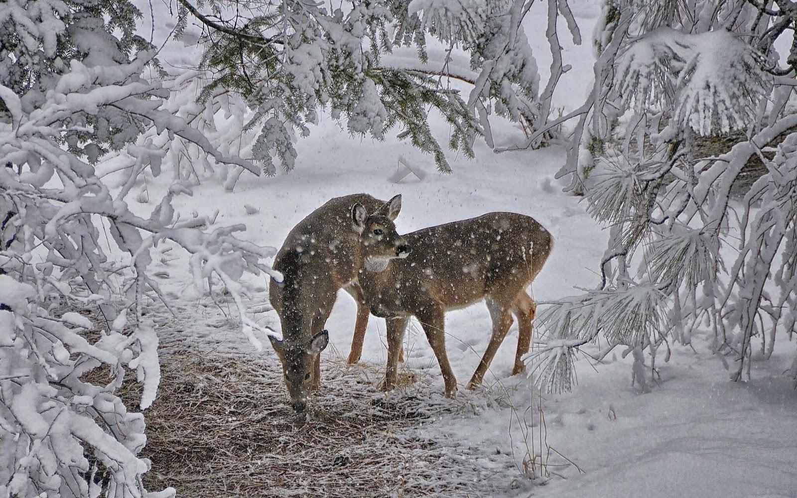 1600x1000 Two deers at wintertime wallpaper. HD Animals Wallpaper, Desktop