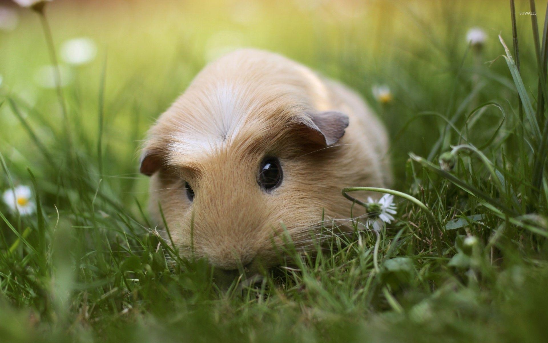 1920x1200 Guinea pigs wallpaper wallpaper, Desktop