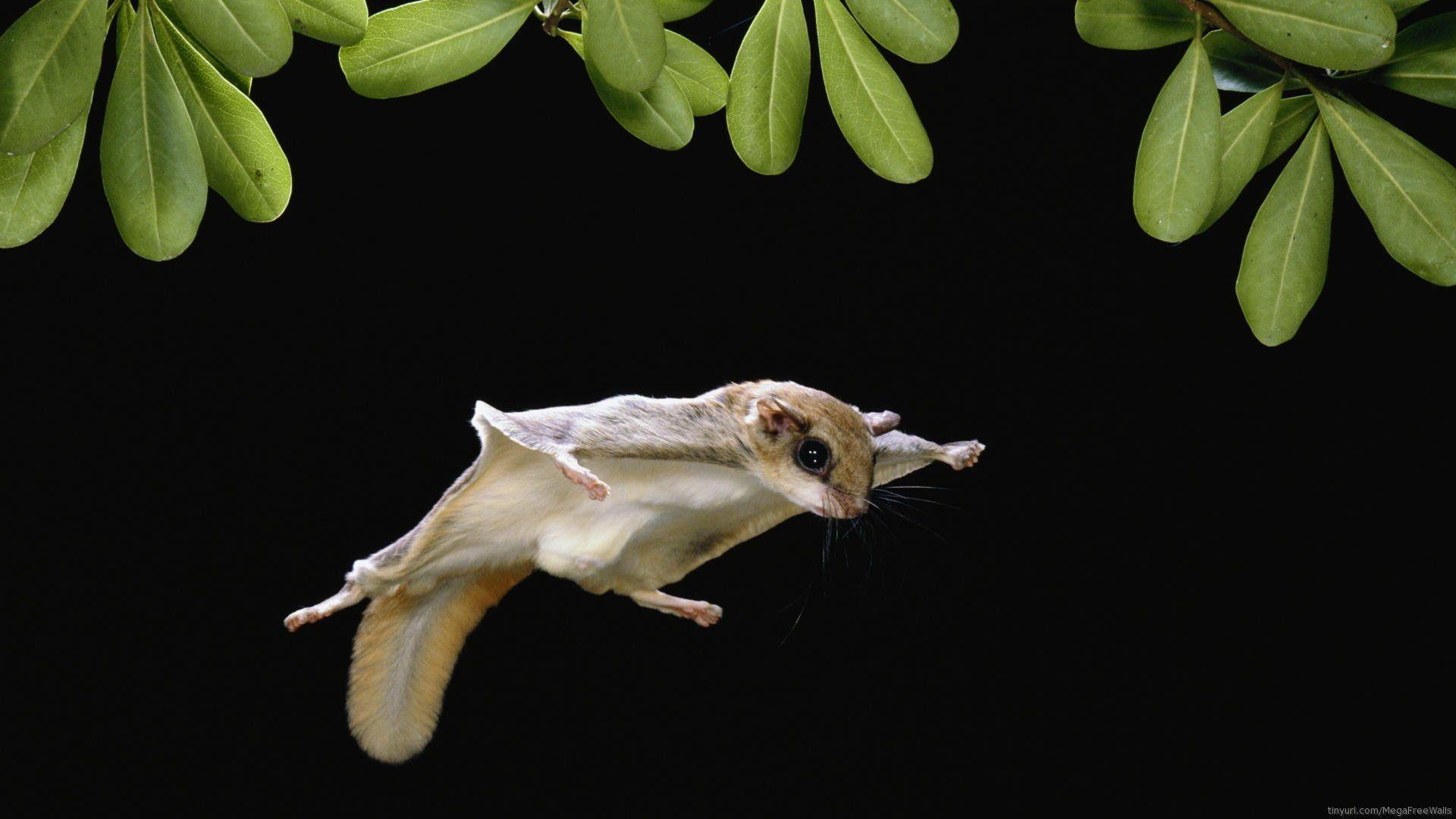 1920x1080 Sugar Glider HD Wallpaper and Background Image, Desktop