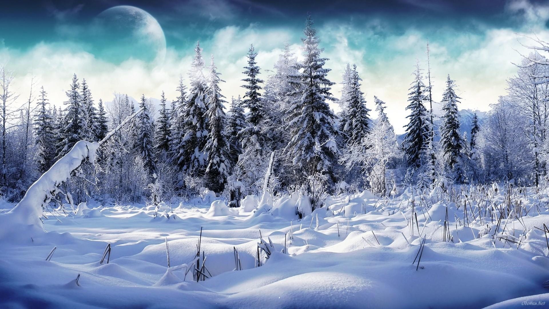 1920x1080 Winter Woods Wallpaper, Desktop