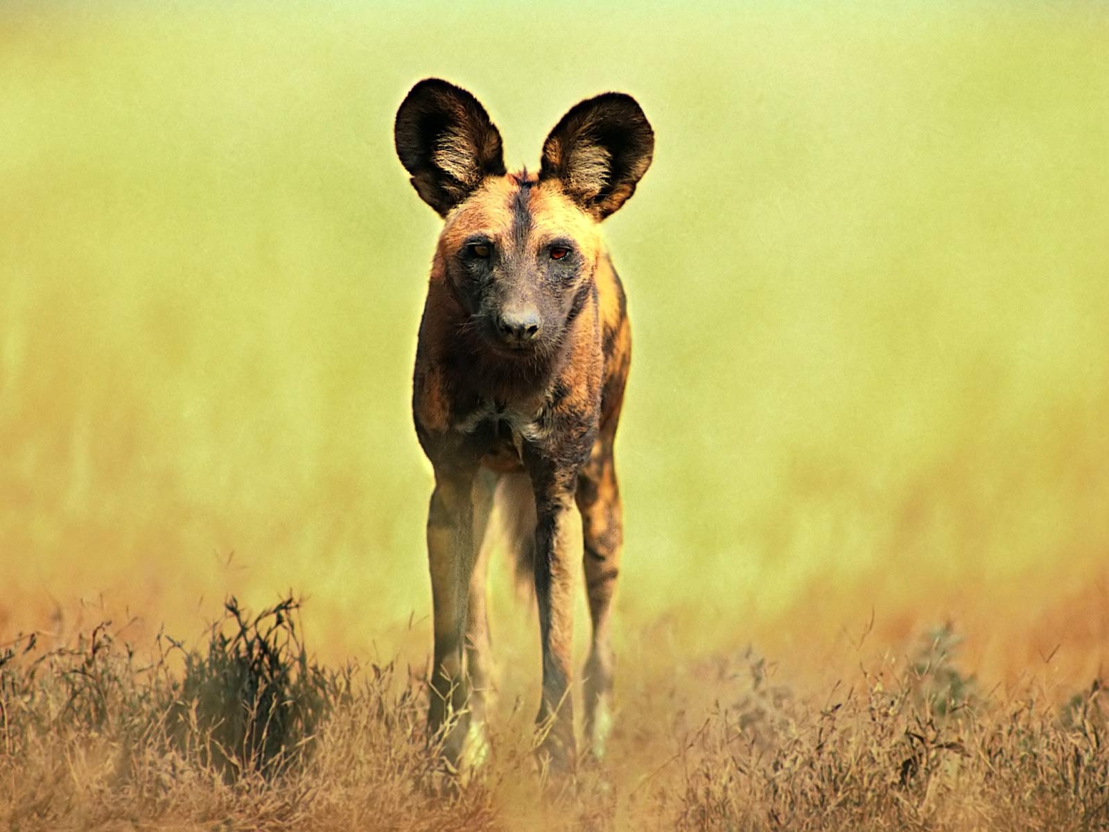 1600x1200 Download African Wild Dog Wallpaper, HD Background Download, Desktop