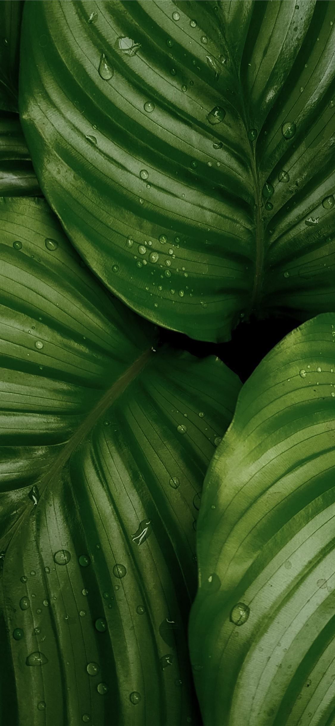 1130x2440 water droplets on green leaves iPhone X Wallpaper Free Download, Phone