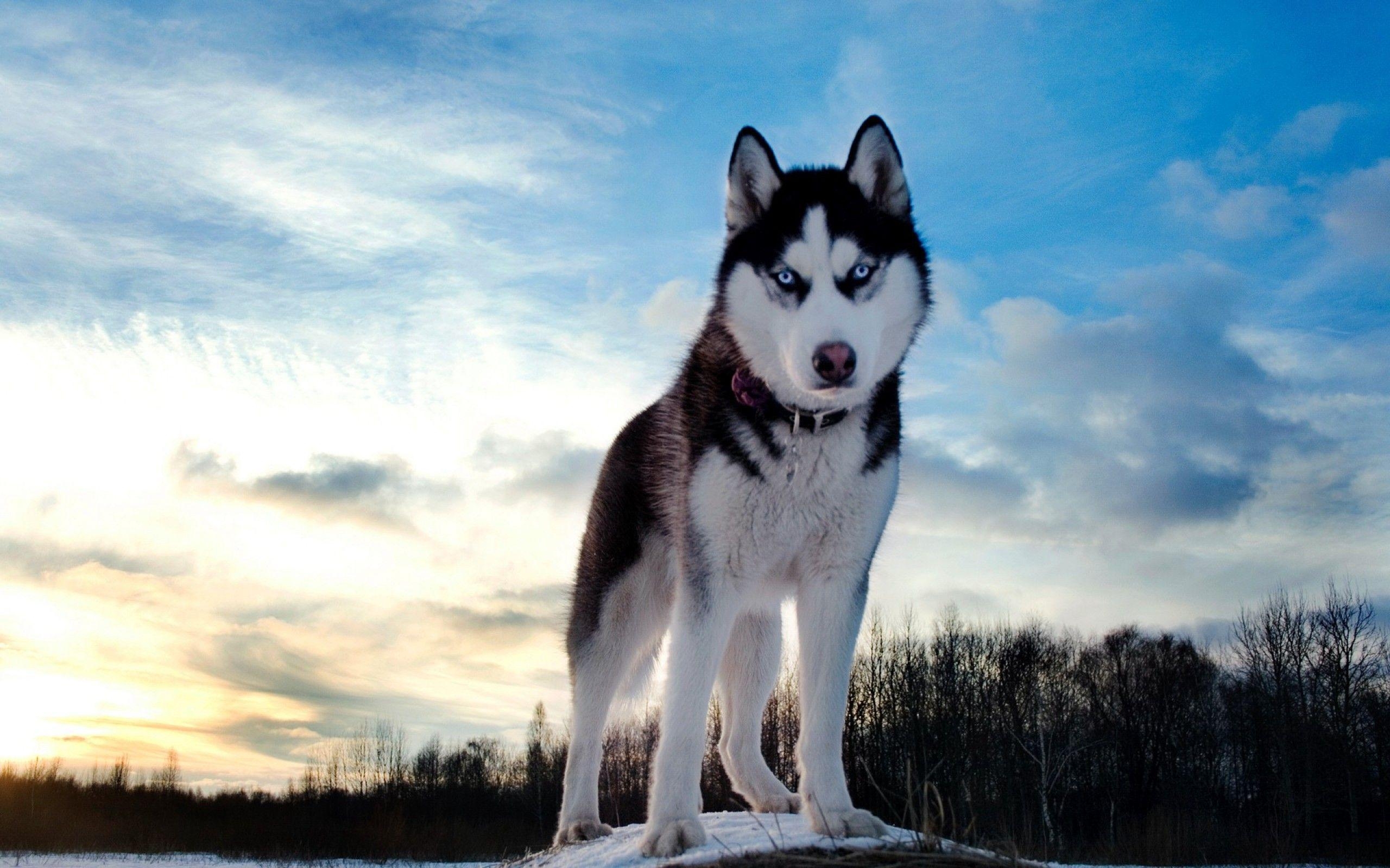 2560x1600 Husky Wallpaper Free Husky Background, Desktop