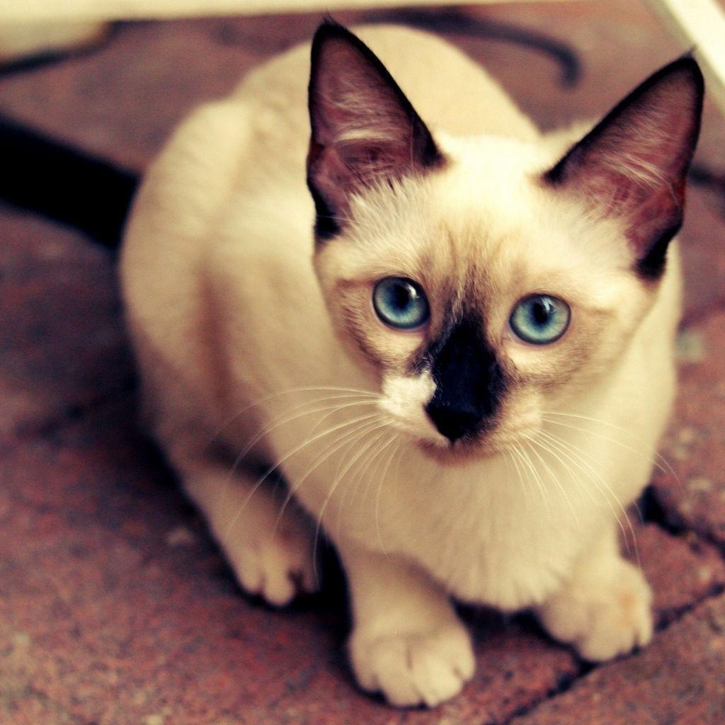 1030x1030 Cute Siamese Kitten Picture HD. Cats Wallpaper HD, Phone