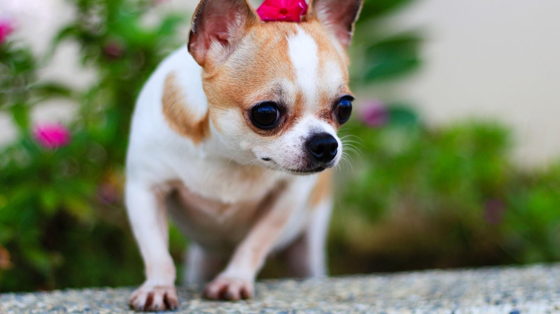 1920x1080 Download  Chihuahua, Small Dogs, Blur Wallpaper, Desktop