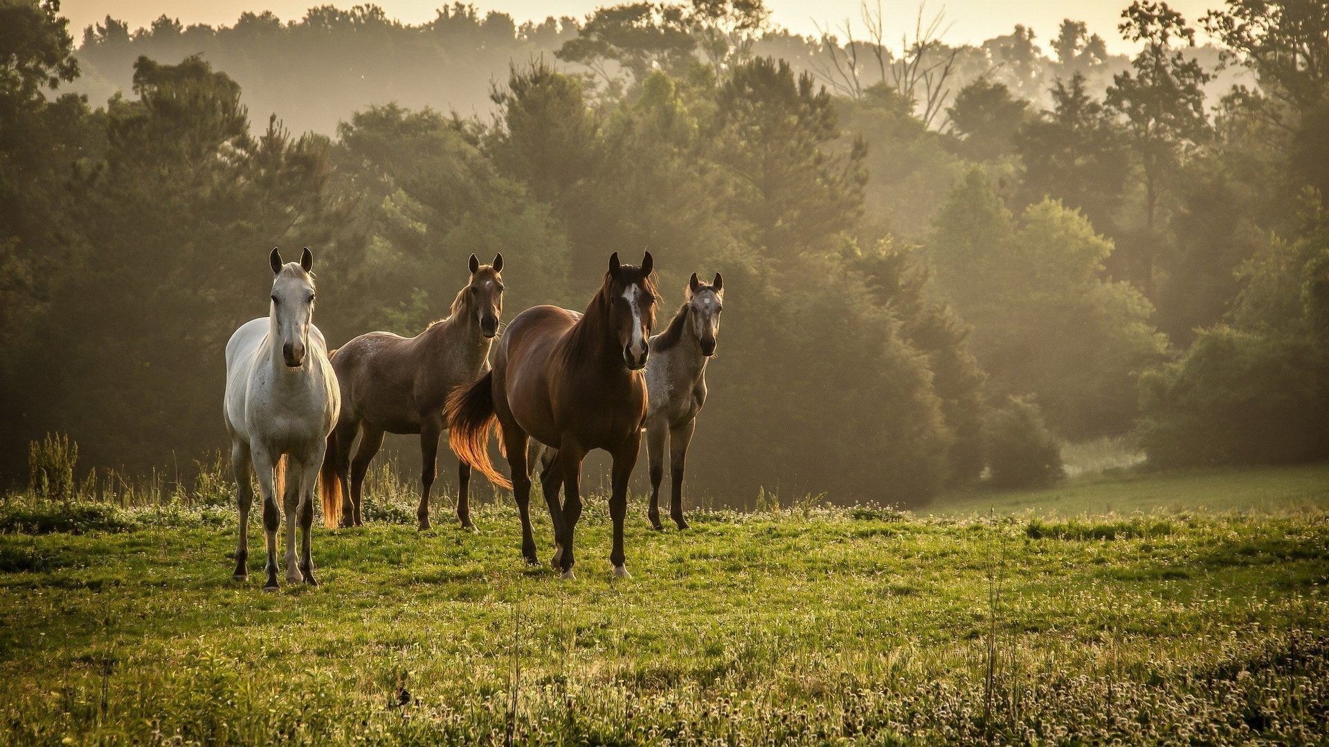 1920x1080 Autumn Horse Wallpaper Free Autumn Horse Background, Desktop