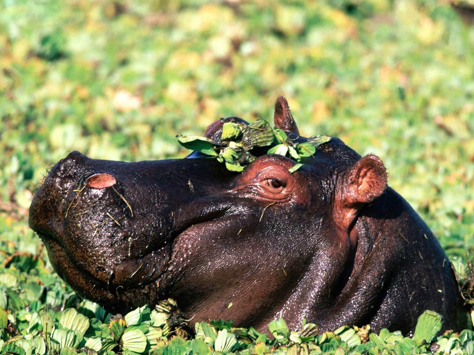 1600x1200 free Hippopotamus (Hippo) wallpaper wallpaper download. A Wild, Desktop