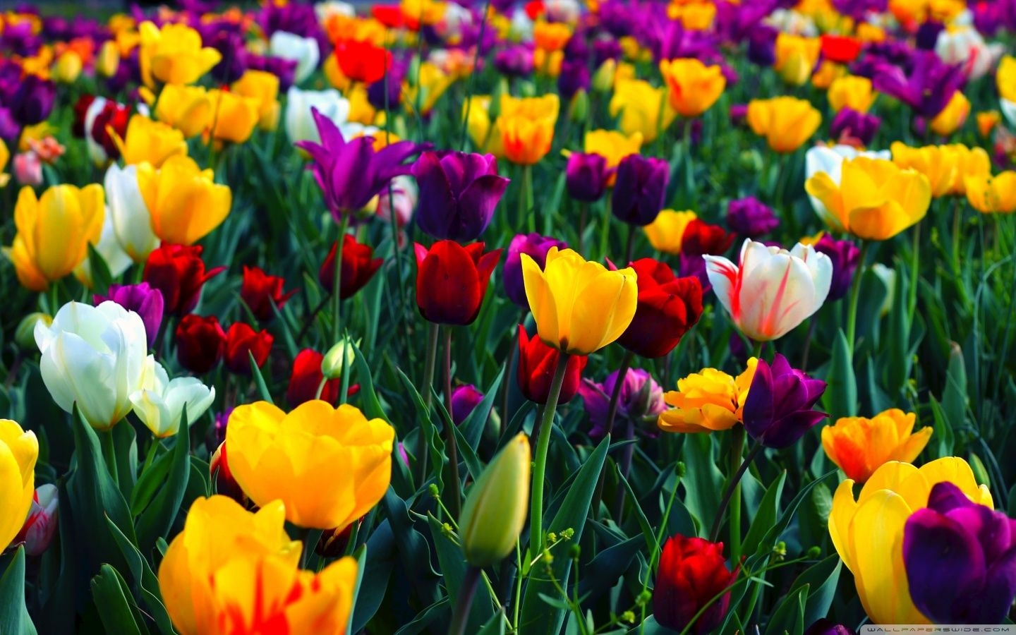 1440x900 May Flowers Wallpaper Free May Flowers Background, Desktop