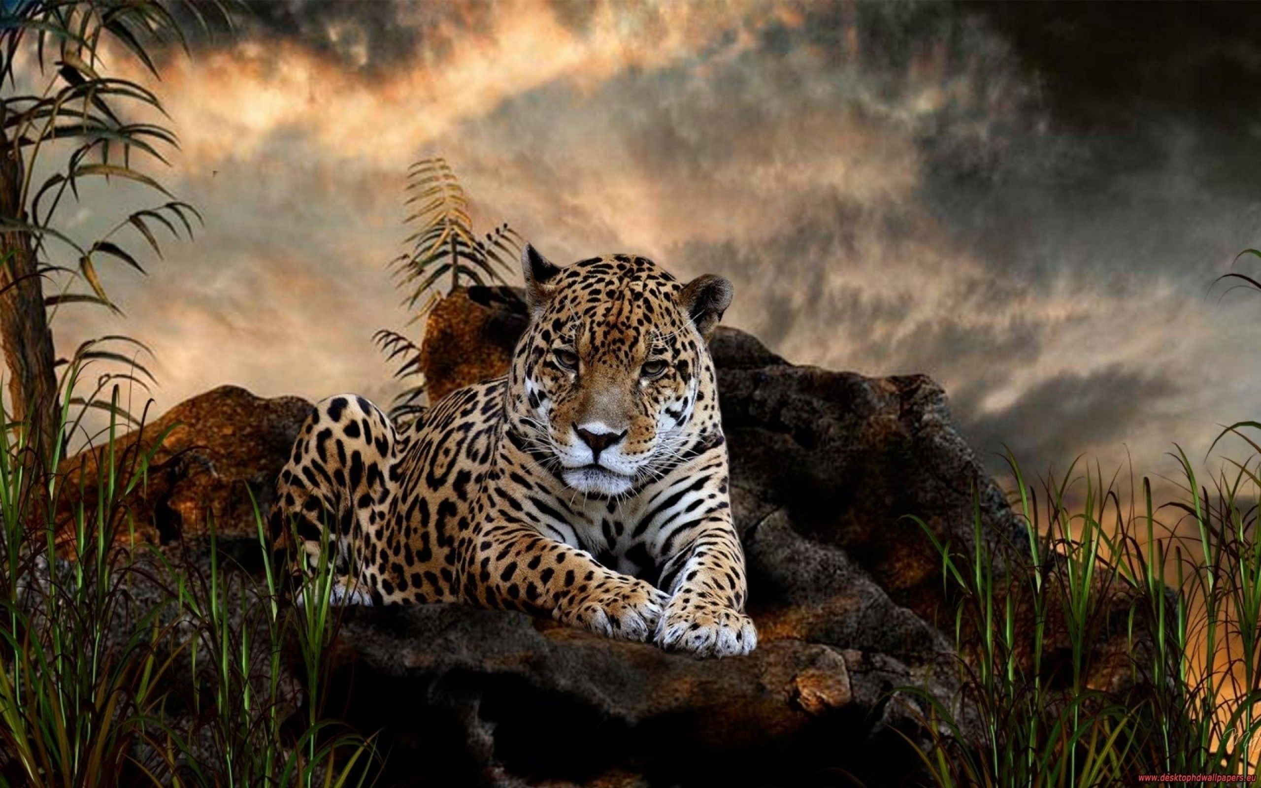 2560x1600 Exotic Animal Wallpaper Free Exotic Animal Background, Desktop