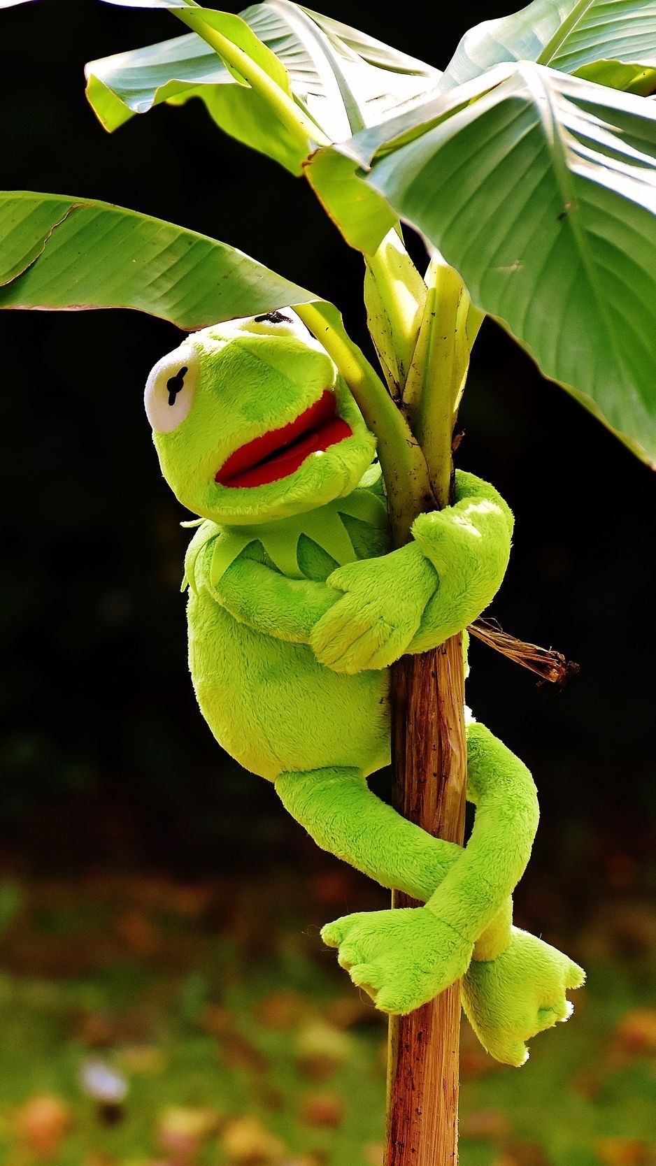 940x1670 Download Wallpaper  Toy, Kermit The Frog, Plant Iphone 8 7 6s 6 For Parallax HD Background, Phone