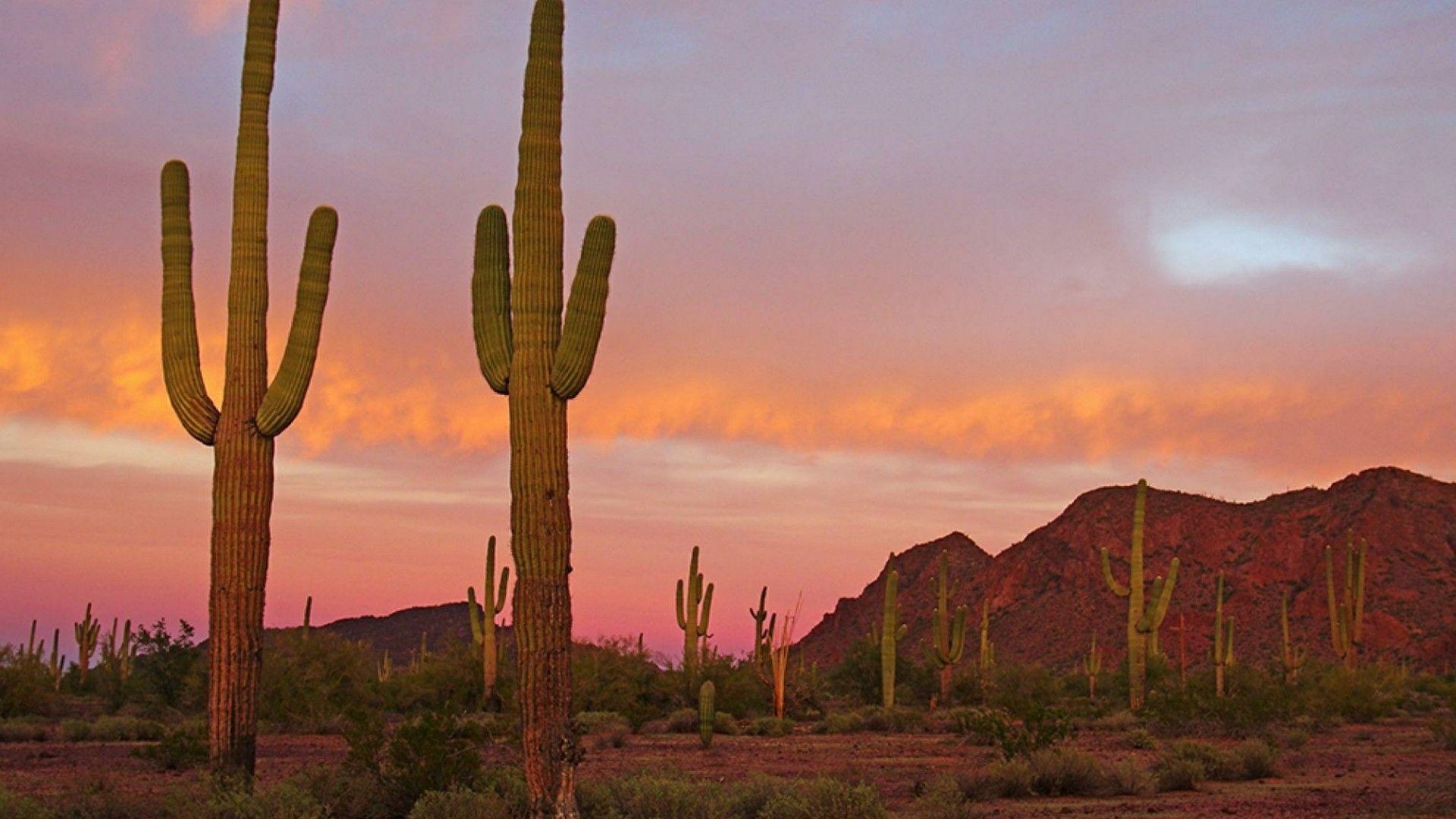 1920x1080 Saguaro National Park Wallpaper. Wallpaper Studio 10, Desktop