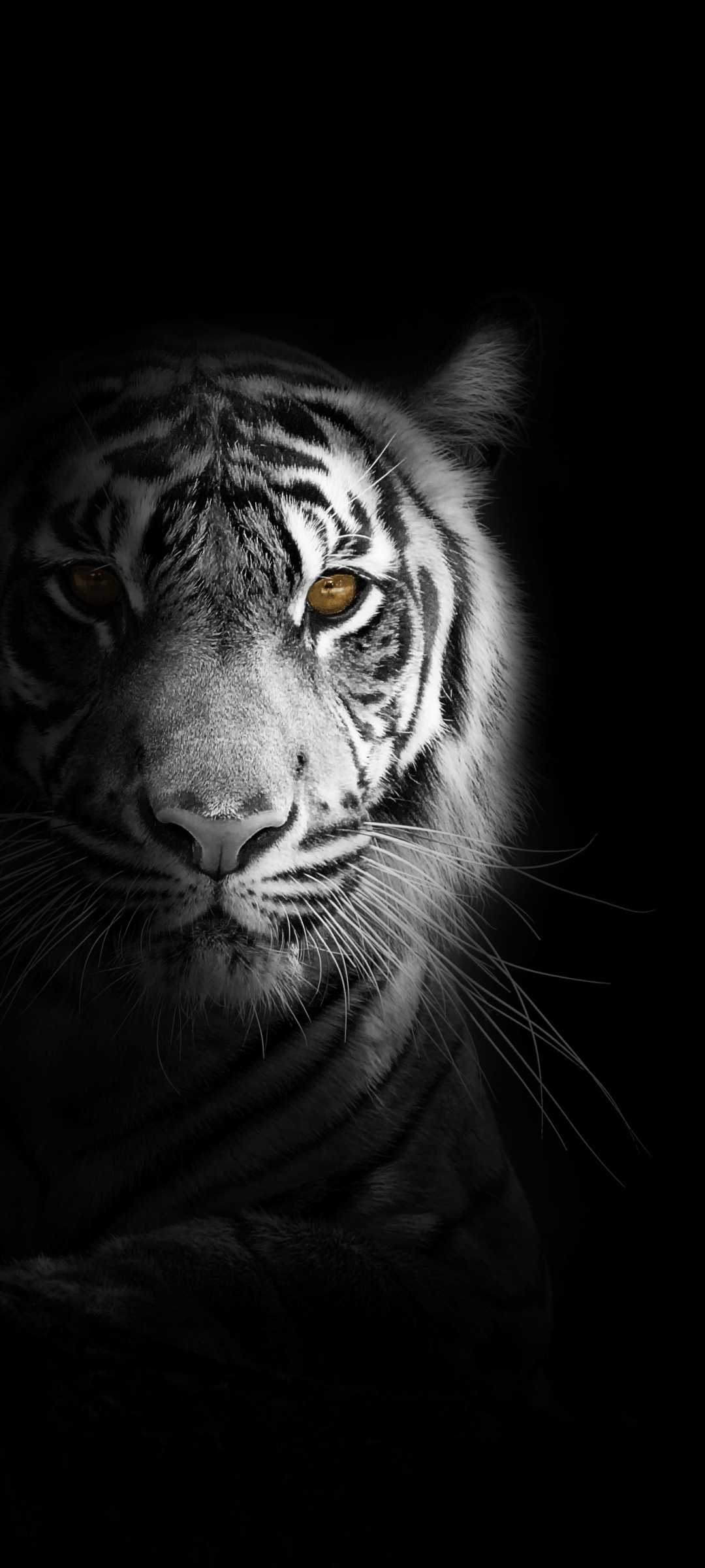 1080x2400 Tiger iPhone Wallpaper Free HD Wallpaper, Phone