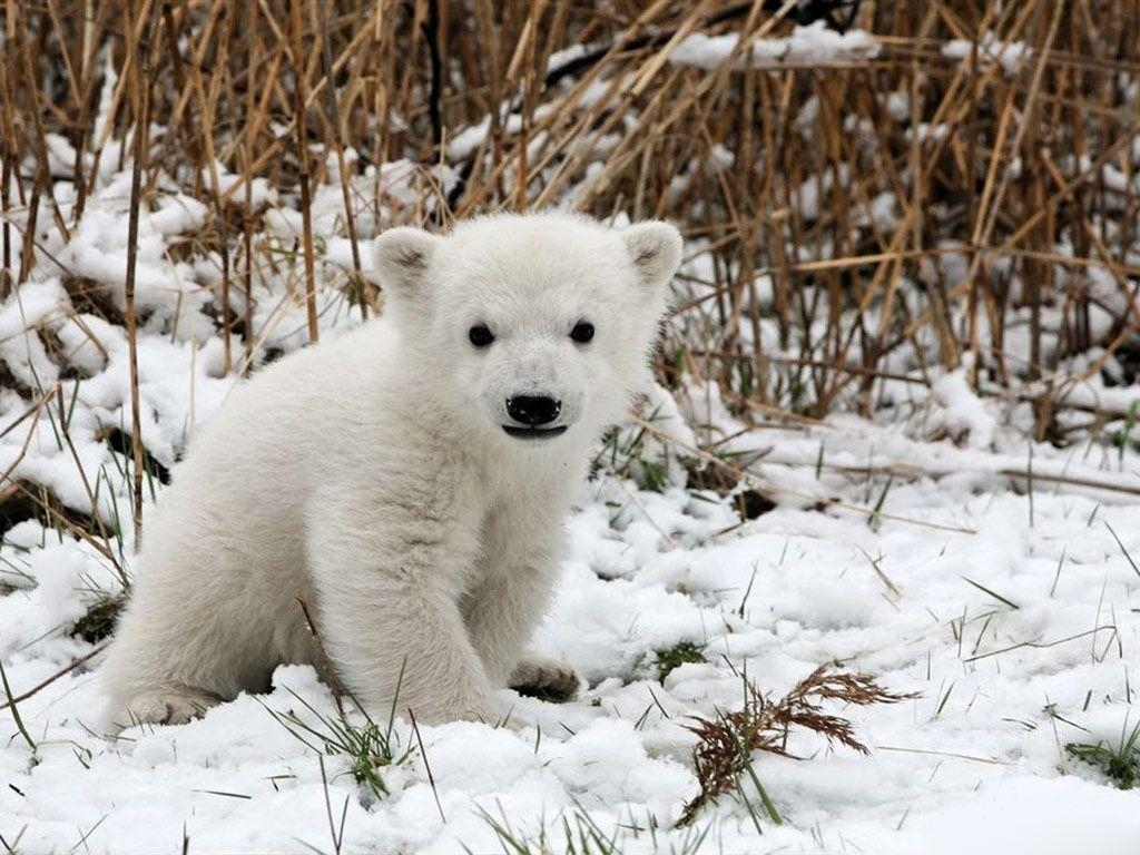 1030x770 Baby Polar Bear Wallpaper HD Cool 7 HD Wallpapercom, Desktop