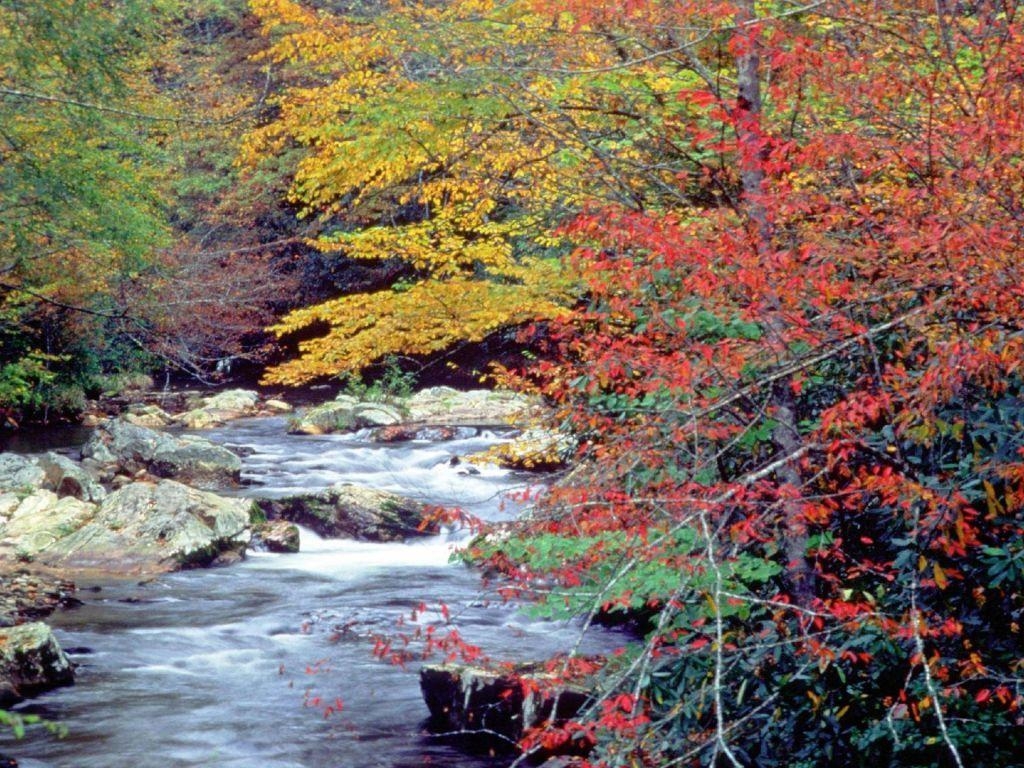 1030x770 Great Smoky Mountains National Park Has Regrown. Chicago Sun Times, Desktop