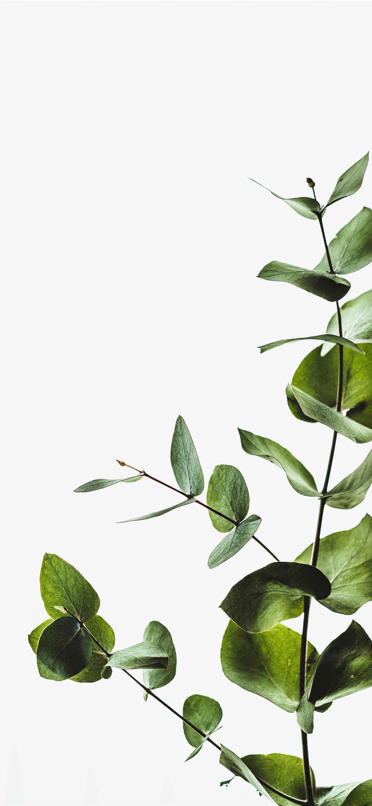 1250x2690 Minimal eucalyptus leaves iPhone Wallpaper Free Download, Phone