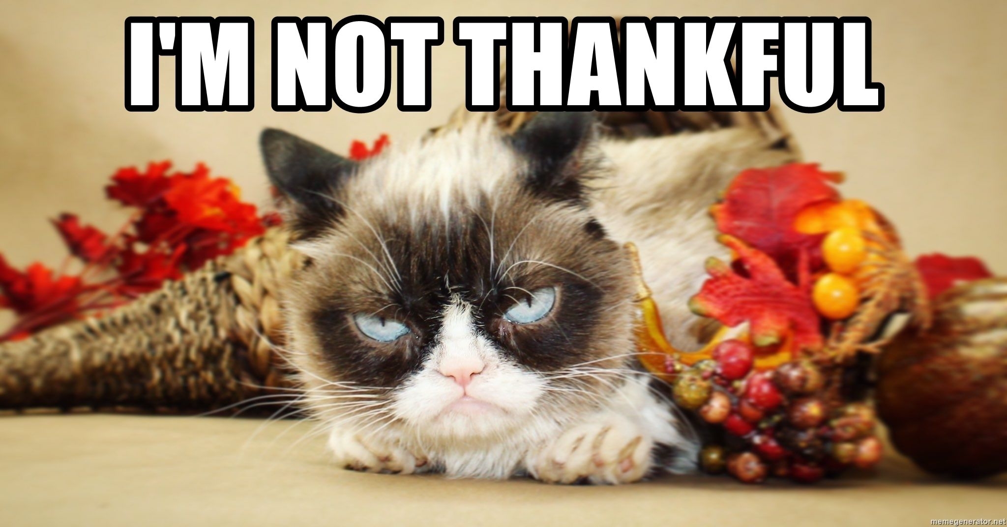 2050x1080 Grumpy Cat Thanksgiving Picture, Desktop