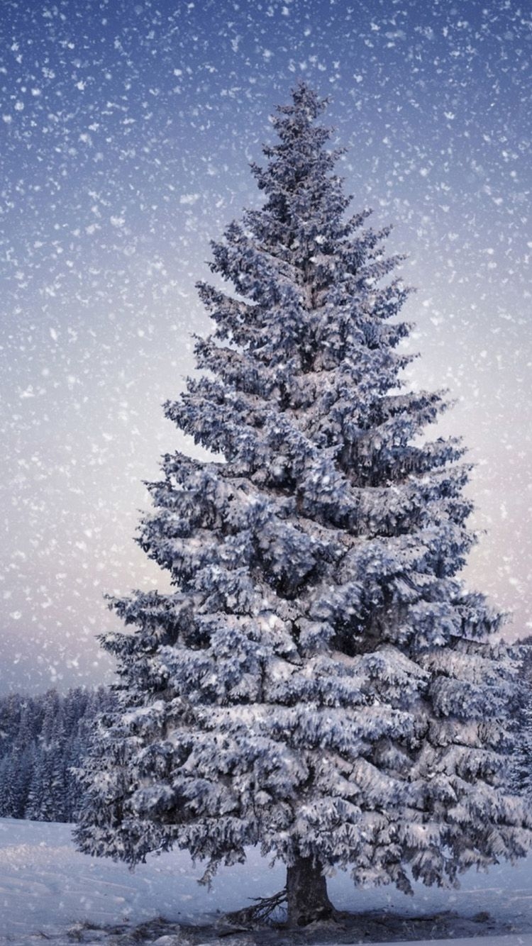 750x1340 Christmas Tree In Snow Wallpaper 11 Wallpaper Christmas, Phone