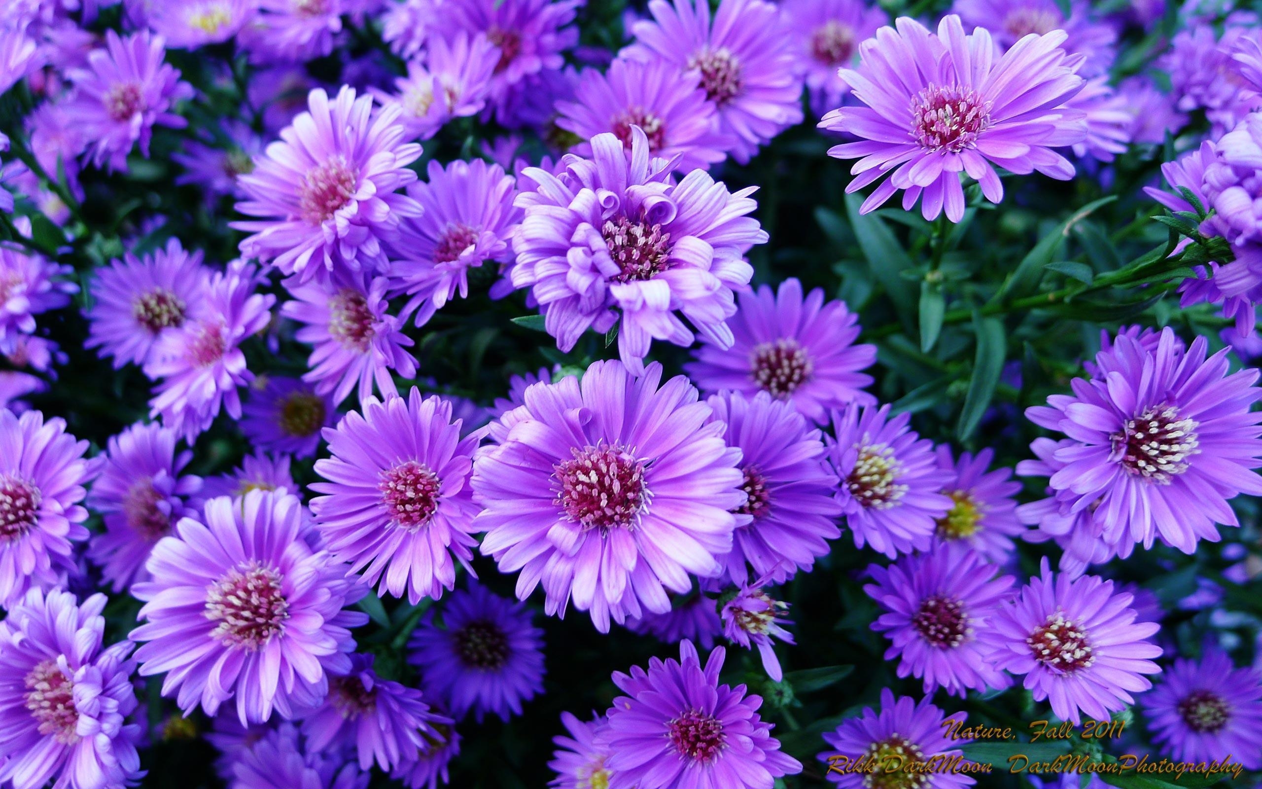 2560x1600 Beautiful Purple Flowers Picture, Image and Wallpaper. Flower, Desktop