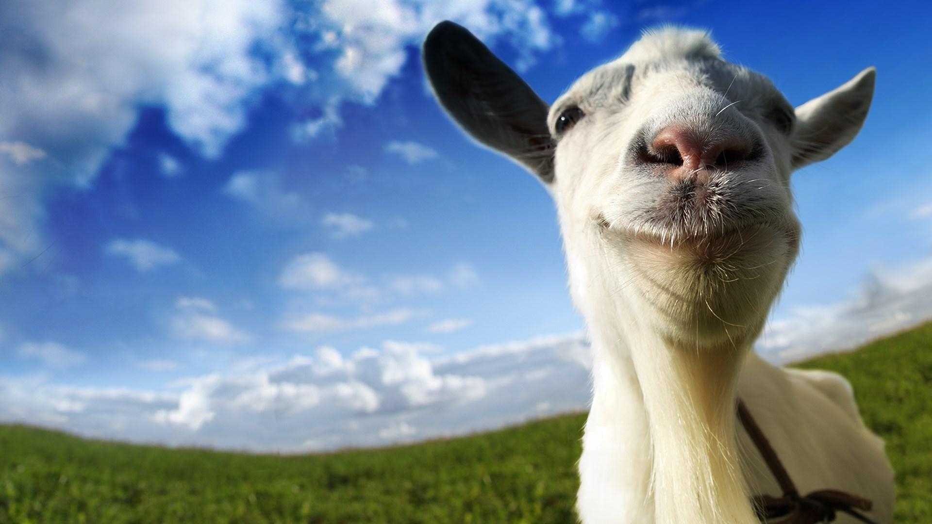 1920x1080 Buy Goat Simulator Windows 10, Desktop