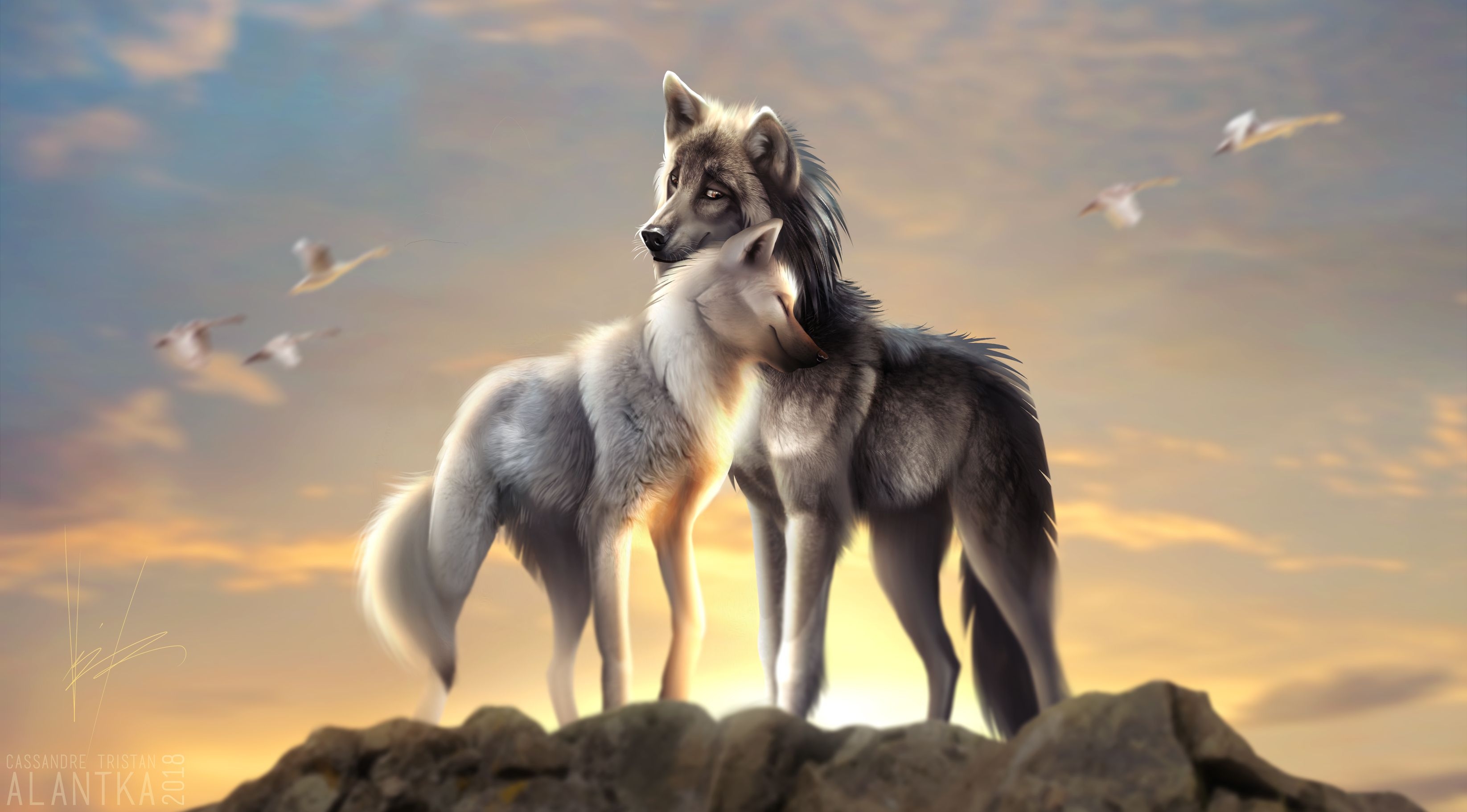 3300x1830 Love Wolves Wallpaper Free Love Wolves Background, Desktop