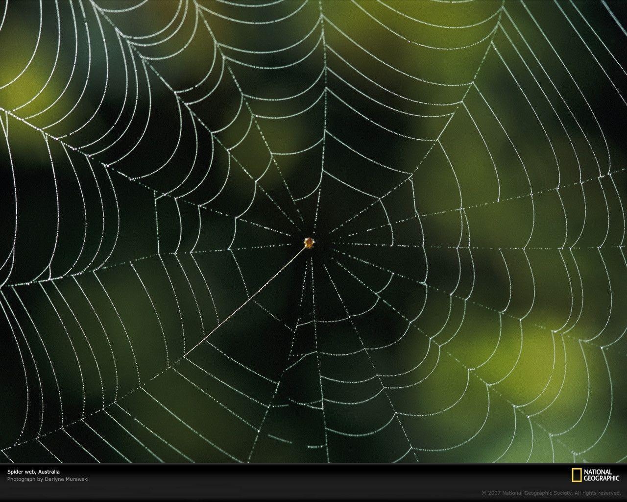 1280x1030 Spider Web Photo, Spider Web Wallpaper, Download, Photo, Desktop