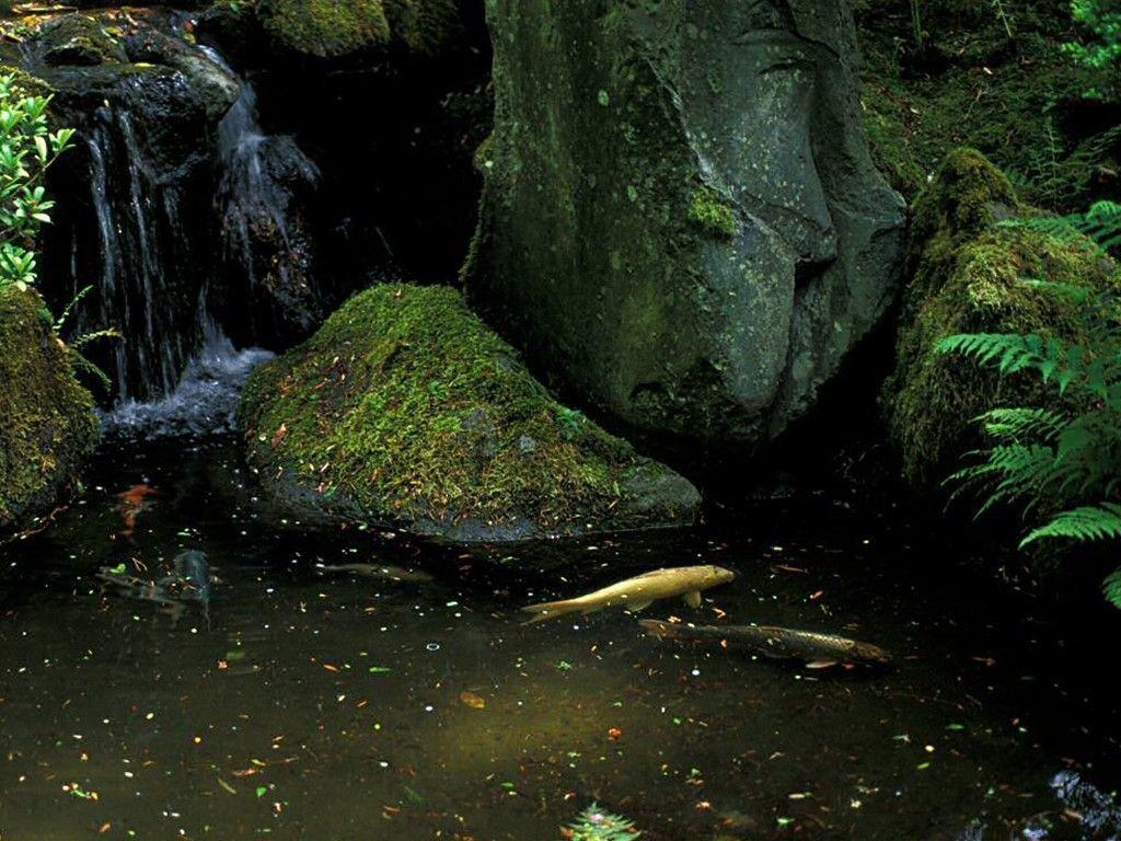 1030x770 Koi Pond (id: 27415), Desktop