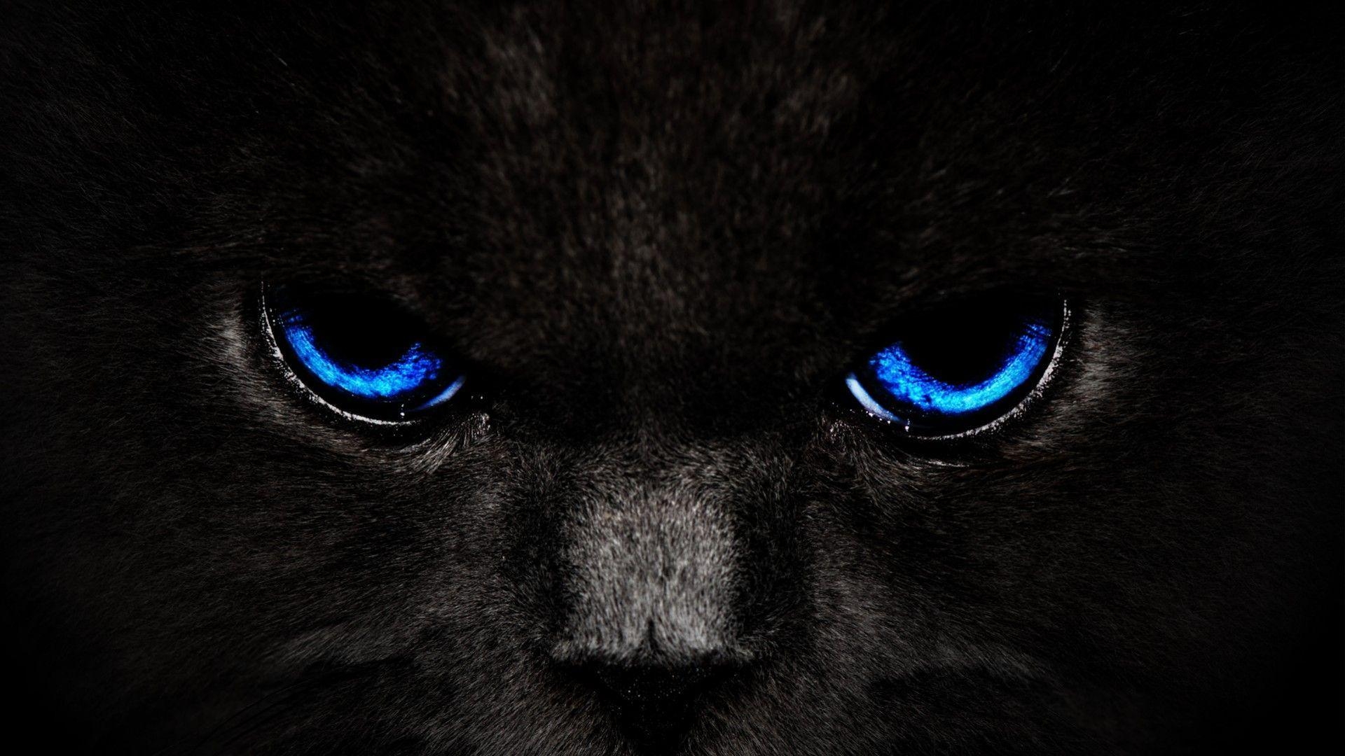 1920x1080 Free Wallpaper For Desktop.. free. Get Black Cat Blue Eyes, Desktop