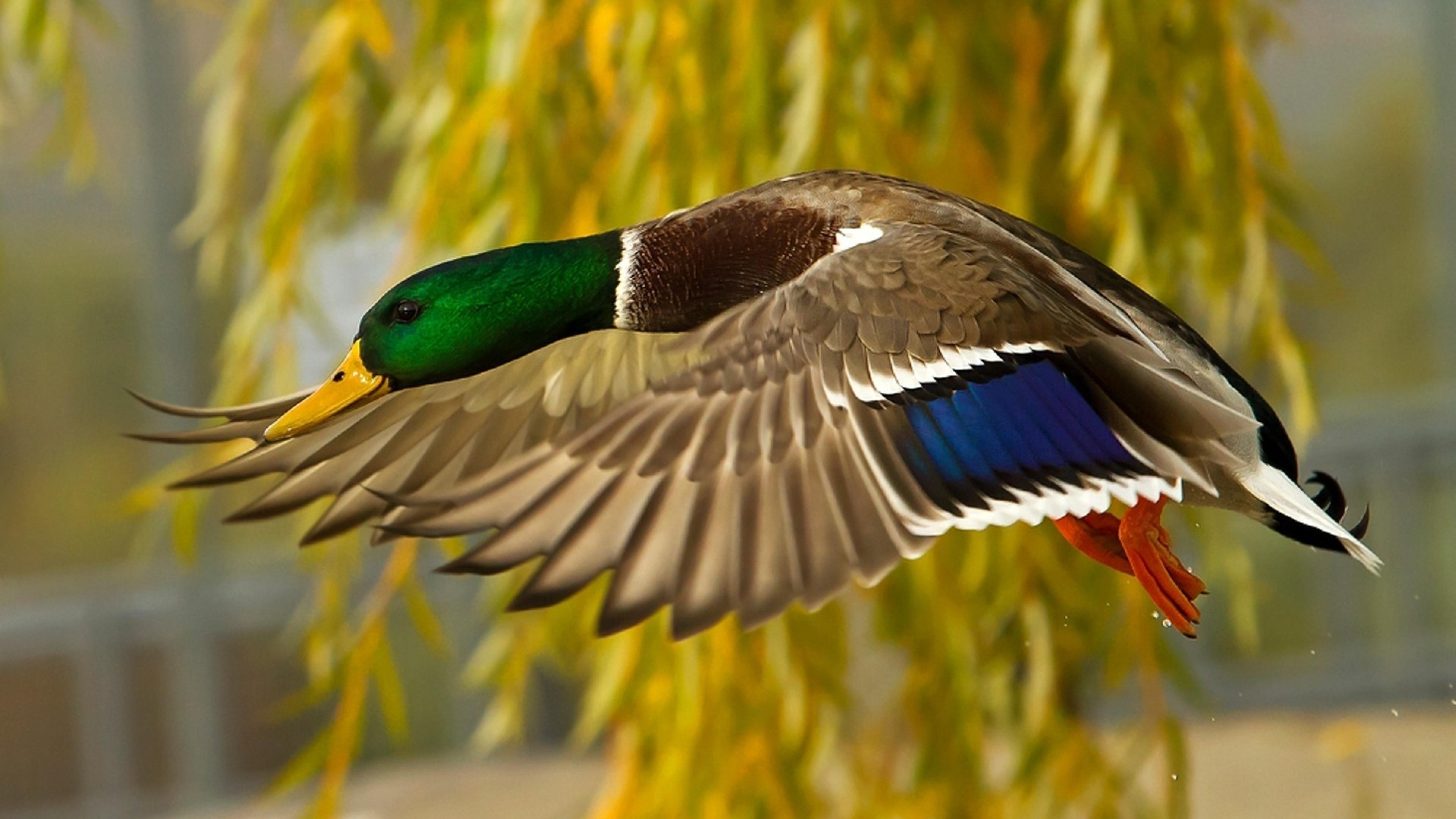 3840x2160 Mallard Duck Flying HD Wallpaper Download For Mobile And Computer 3840 X2160, Wallpaper13.com, Desktop