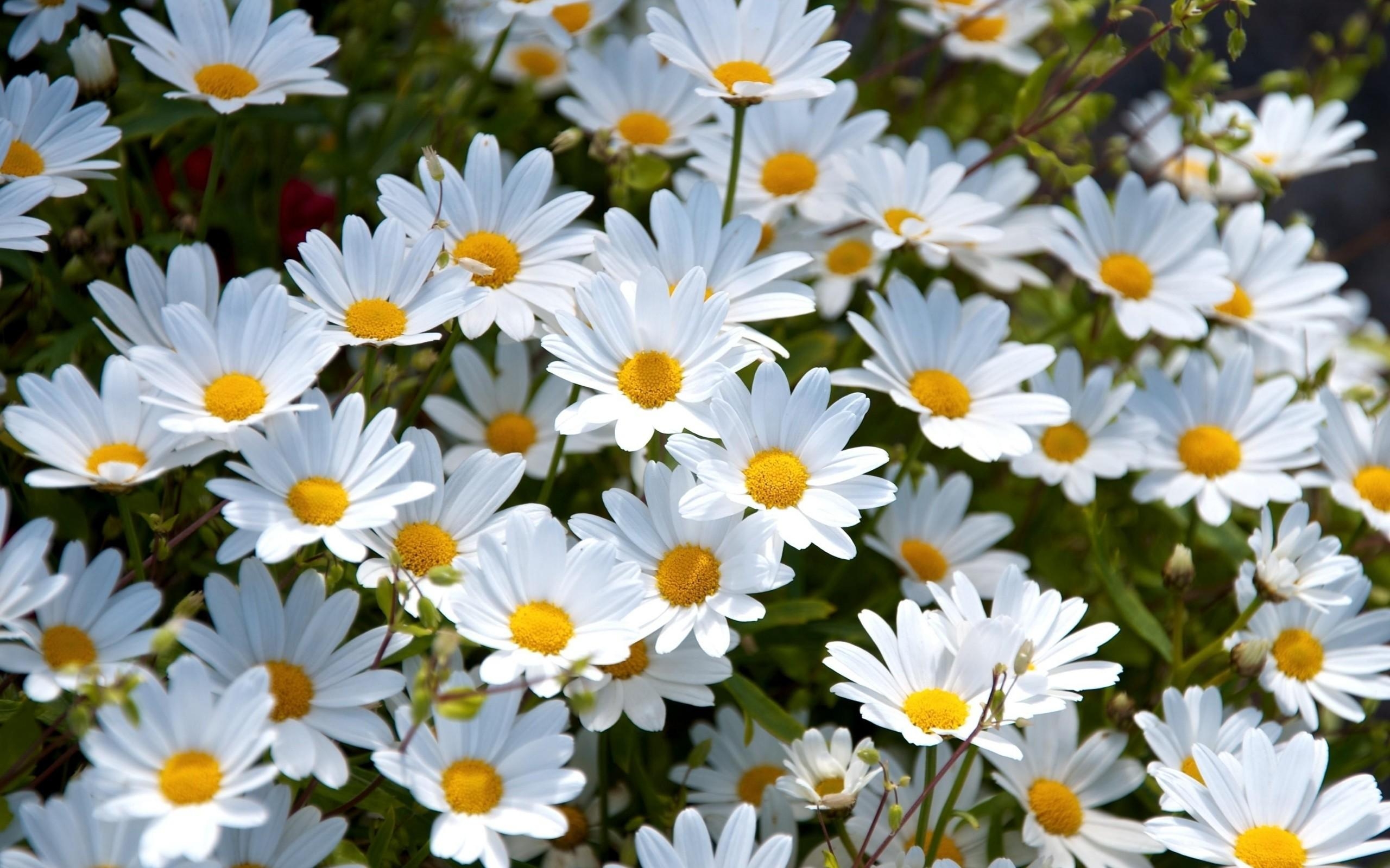 2560x1600 Daisy Flower Wallpaper, Desktop