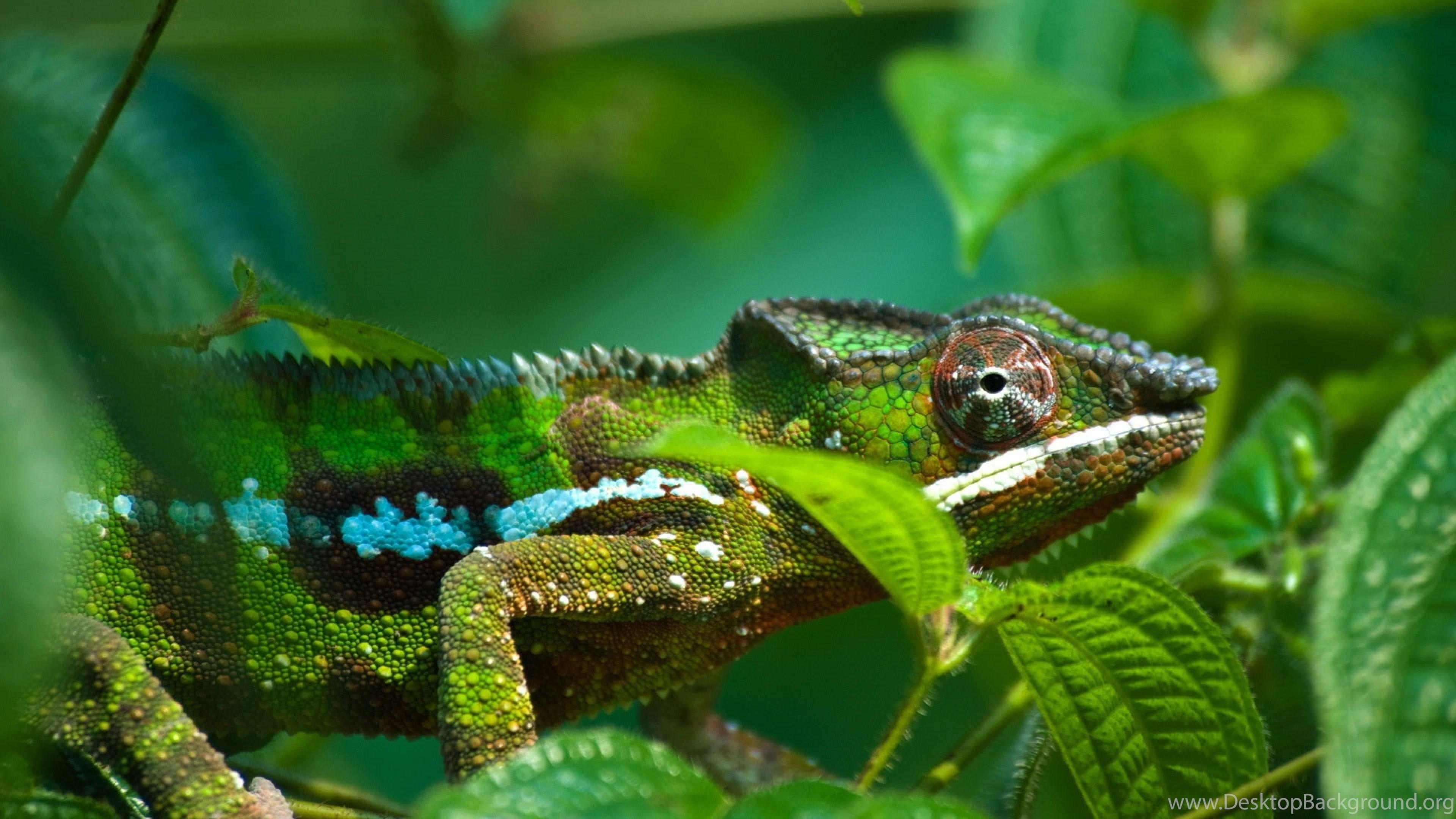 3840x2160 4K Ultra HD Chameleon Wallpaper HD, Desktop Background, Desktop