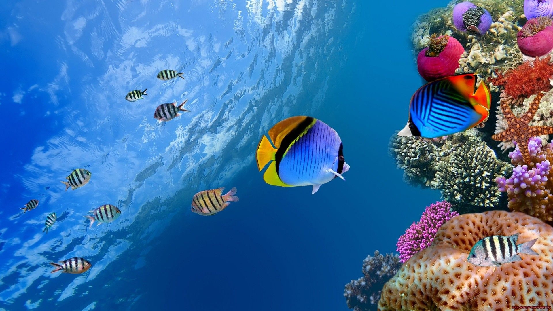 1920x1080 Wallpaper, water, nature, photo manipulation, underwater, coral reef,  px, computer wallpaper, ecosystem, biome, marine biology, organism, coral reef fish, pomacentridae, anemone fish, stony coral, Desktop