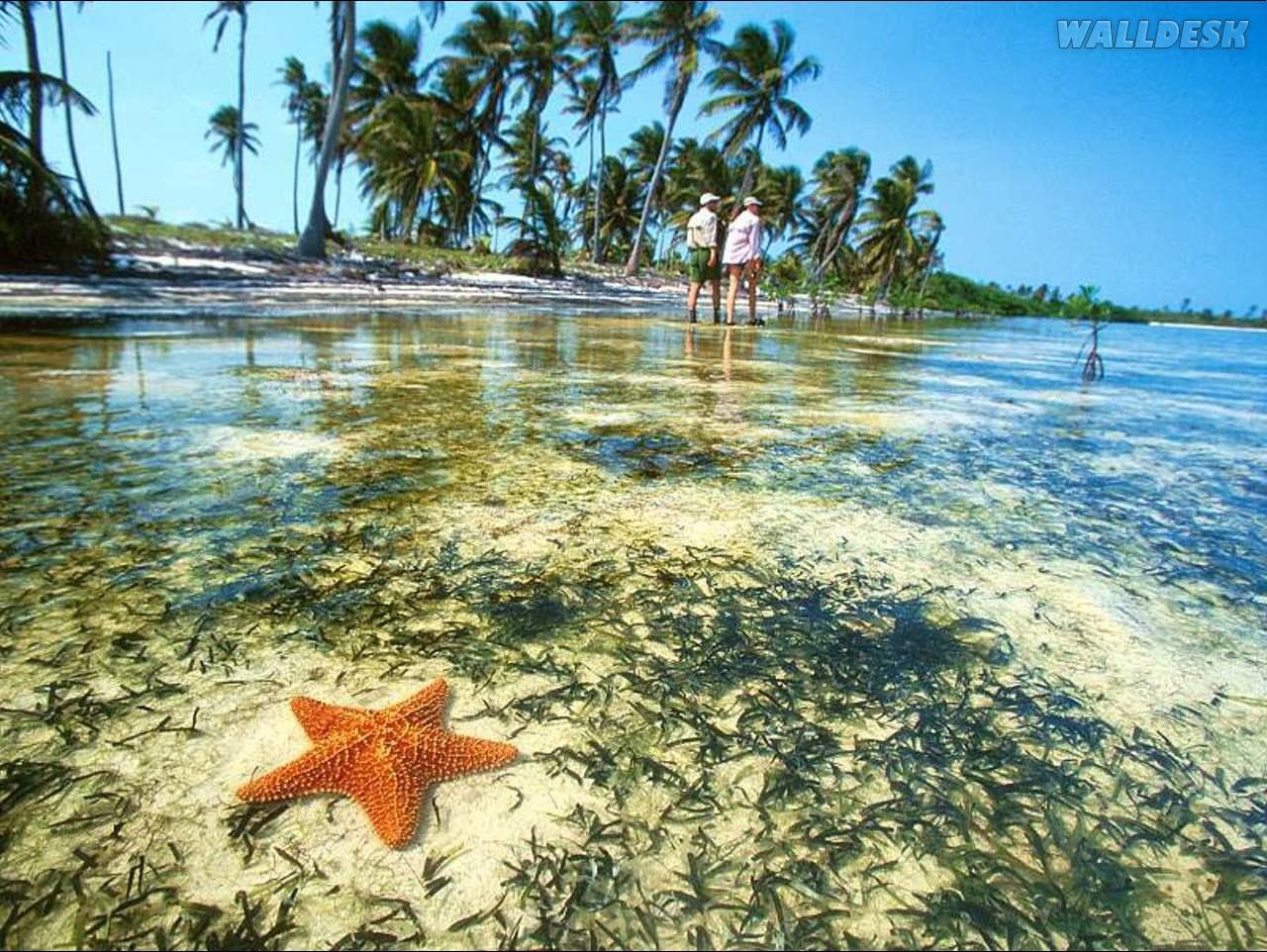 1280x970 Starfish, Yucatan Peninsula, Mexico. Papéis de parede para PC, Desktop