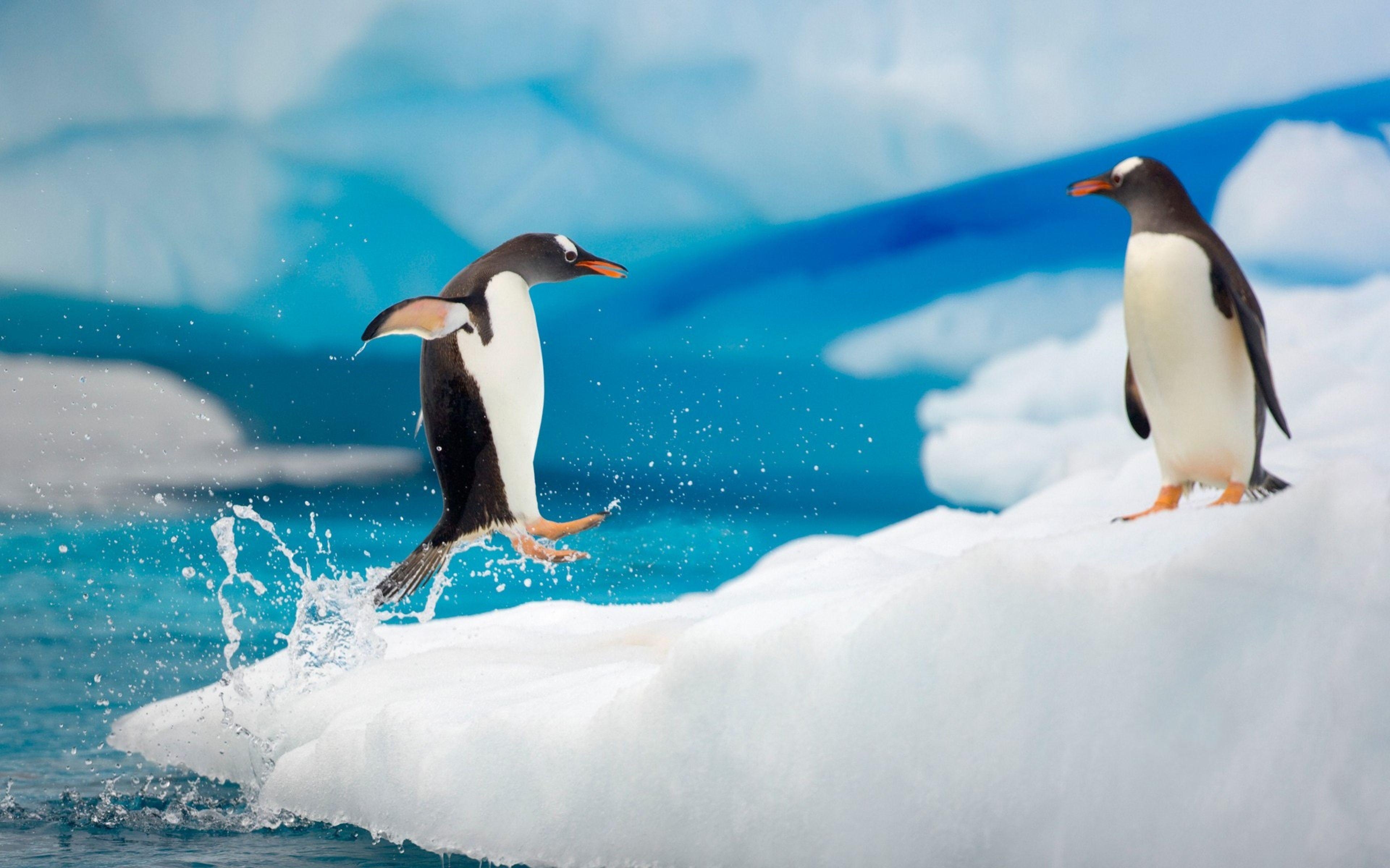 3840x2400 Penguin Couple Snow Ice Arctic Jump Antarctica Fun Wallpaper, Desktop