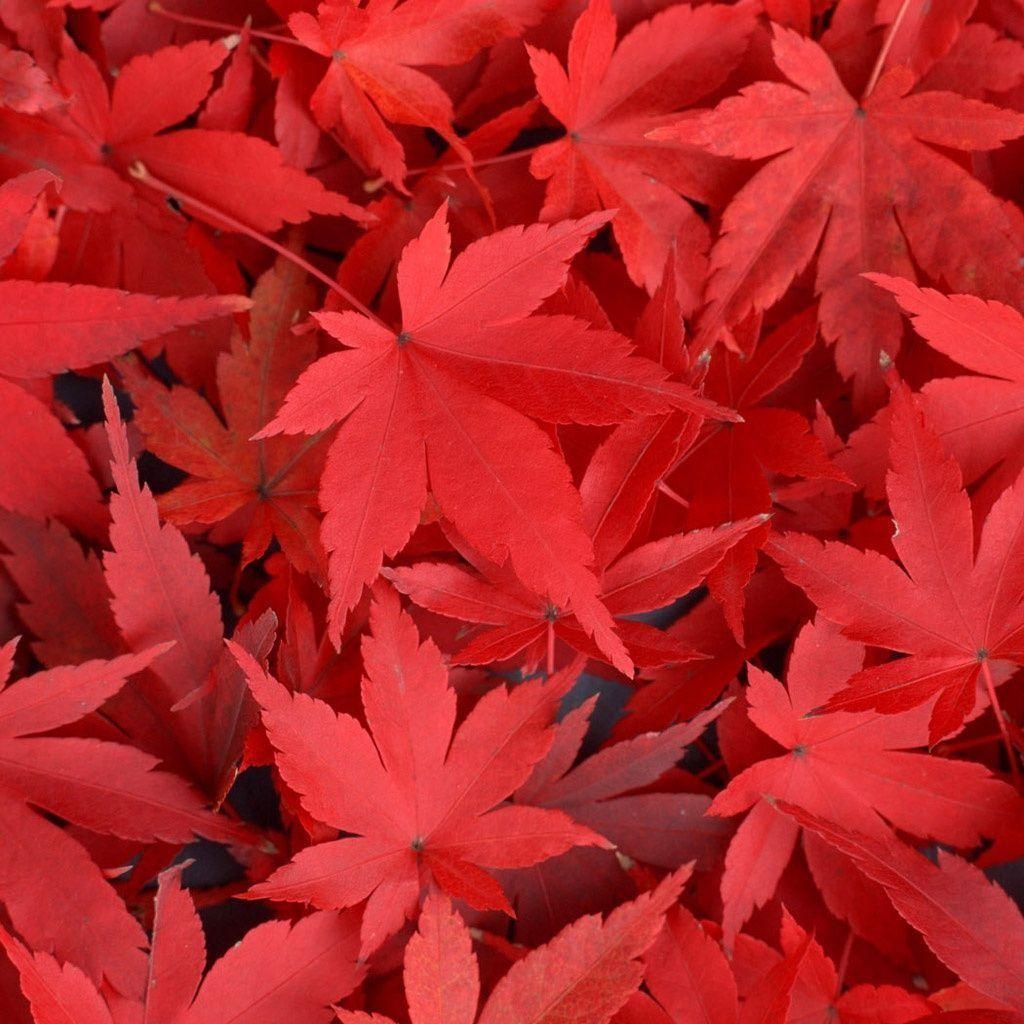 1030x1030 Pix For > Red Maple Leaves Wallpaper, Phone